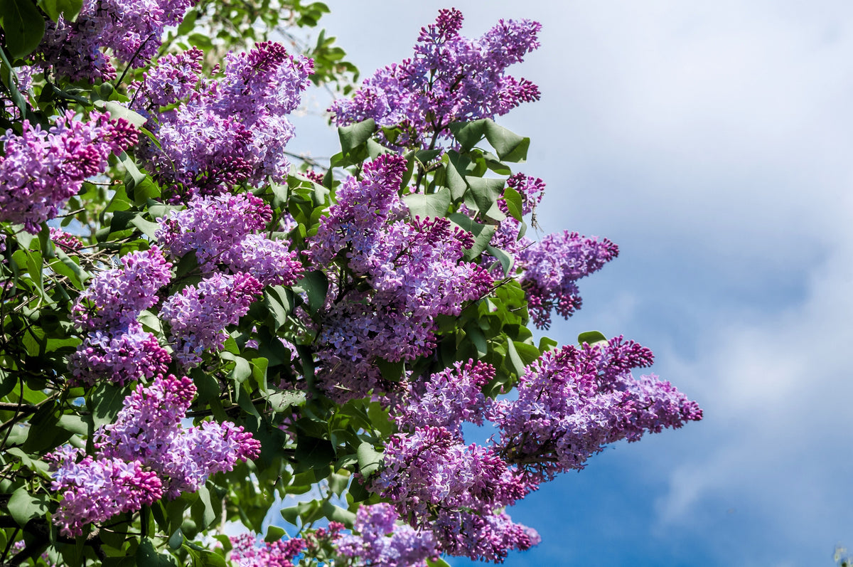 25 FRENCH / Old FASHIONED LILAC Syringa Vulgaris Flower Shrub Bush Seeds