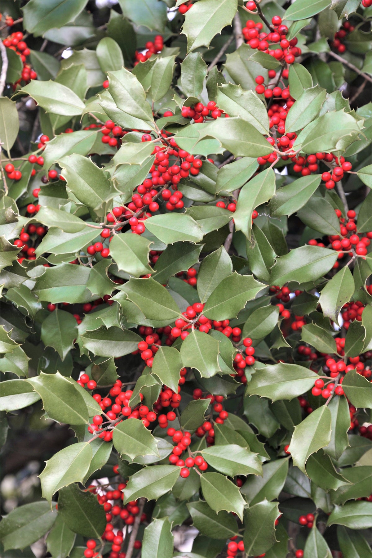 40 AMERICAN HOLLY Ilex Opaca Tree Shrub Evergreen Red Berry Seeds - aka White Holly, Prickly Holly, Christmas Holly, Yule Holly