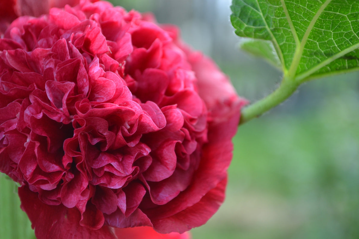 25 SCARLET DOUBLE Red HOLLYHOCK Alcea Rosea Flower Seeds Perennial