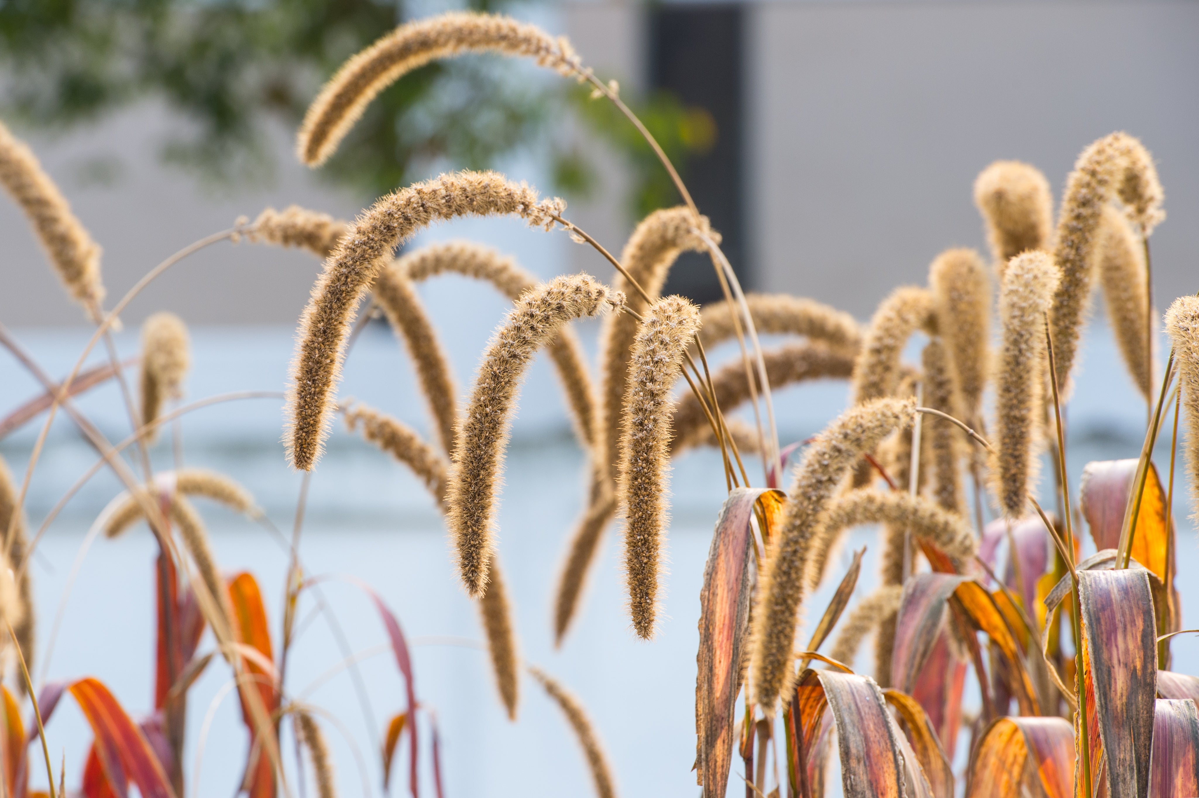 100 FOXTAIL MILLET Setaria Italica Ornamental Grass Flower Seeds
