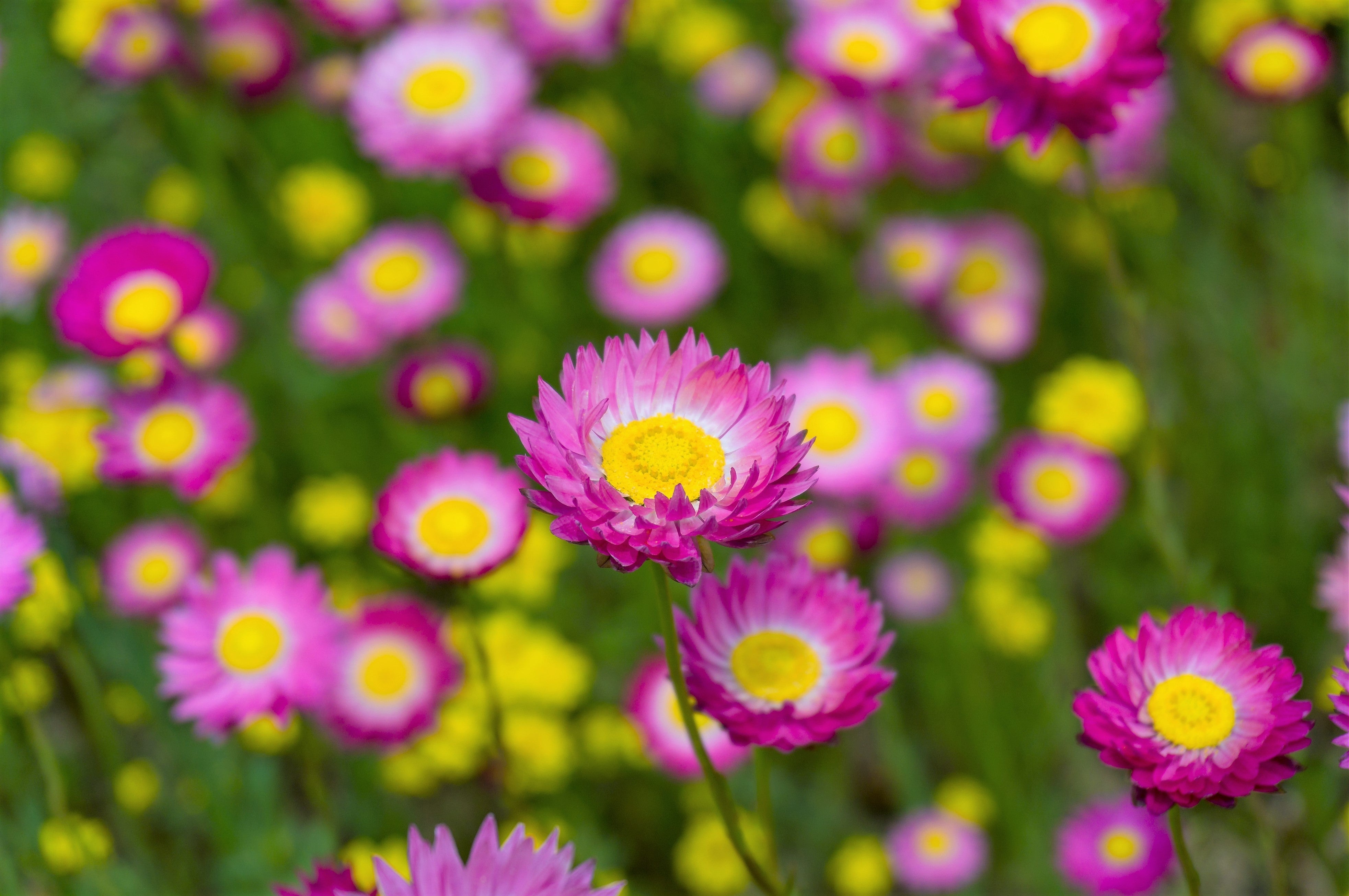 100 MIXED DOUBLE ACROCLINIUM Paper Daisy Helipterum Rhodanthe Flower Seeds