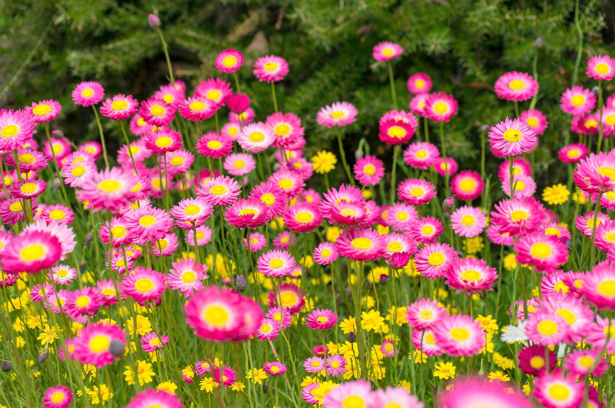 100 MIXED DOUBLE ACROCLINIUM Paper Daisy Helipterum Rhodanthe Flower Seeds