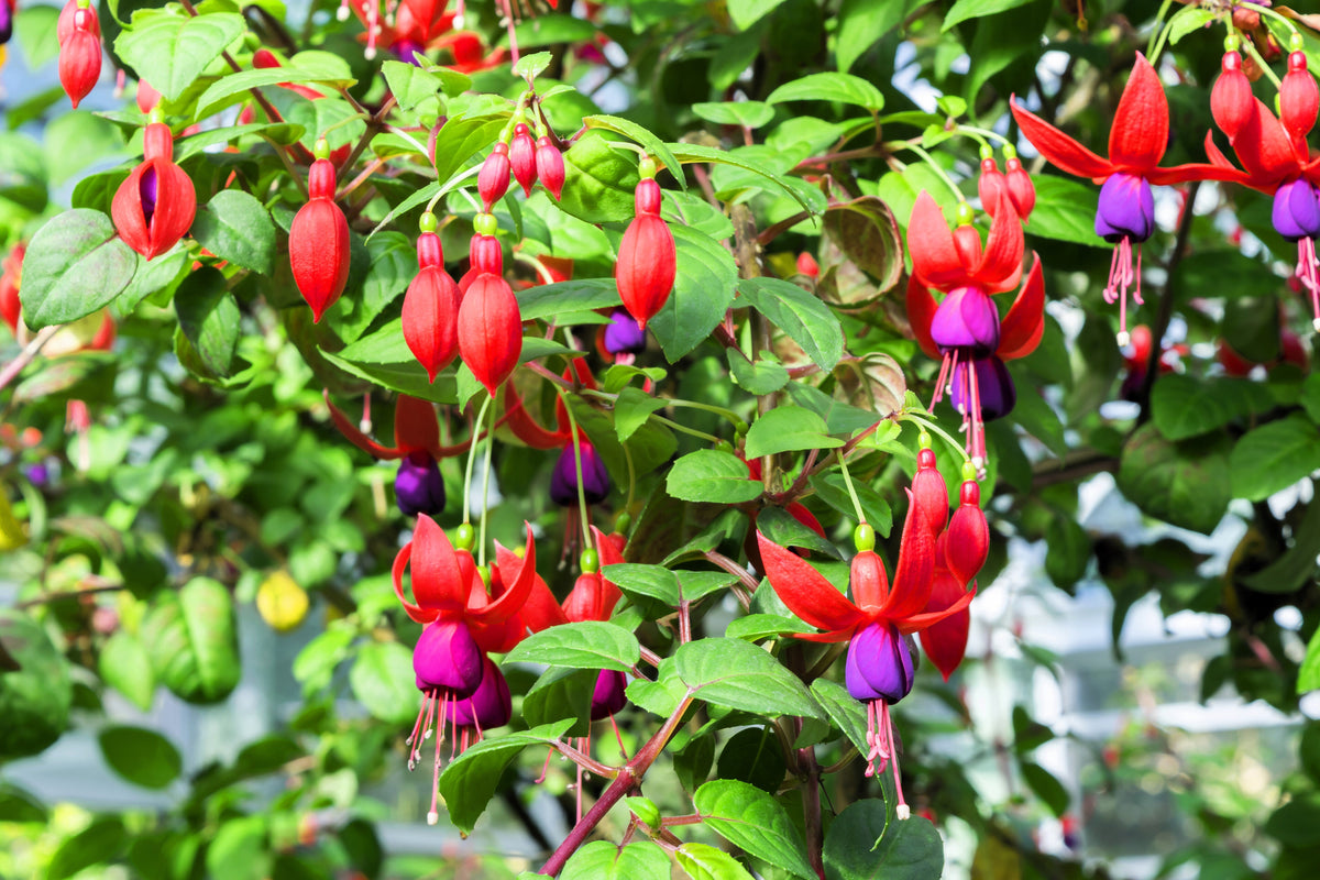 20 HARDY FUCHSIA Magellanica Pink Purple Hummingbird Flower Shrub Seeds