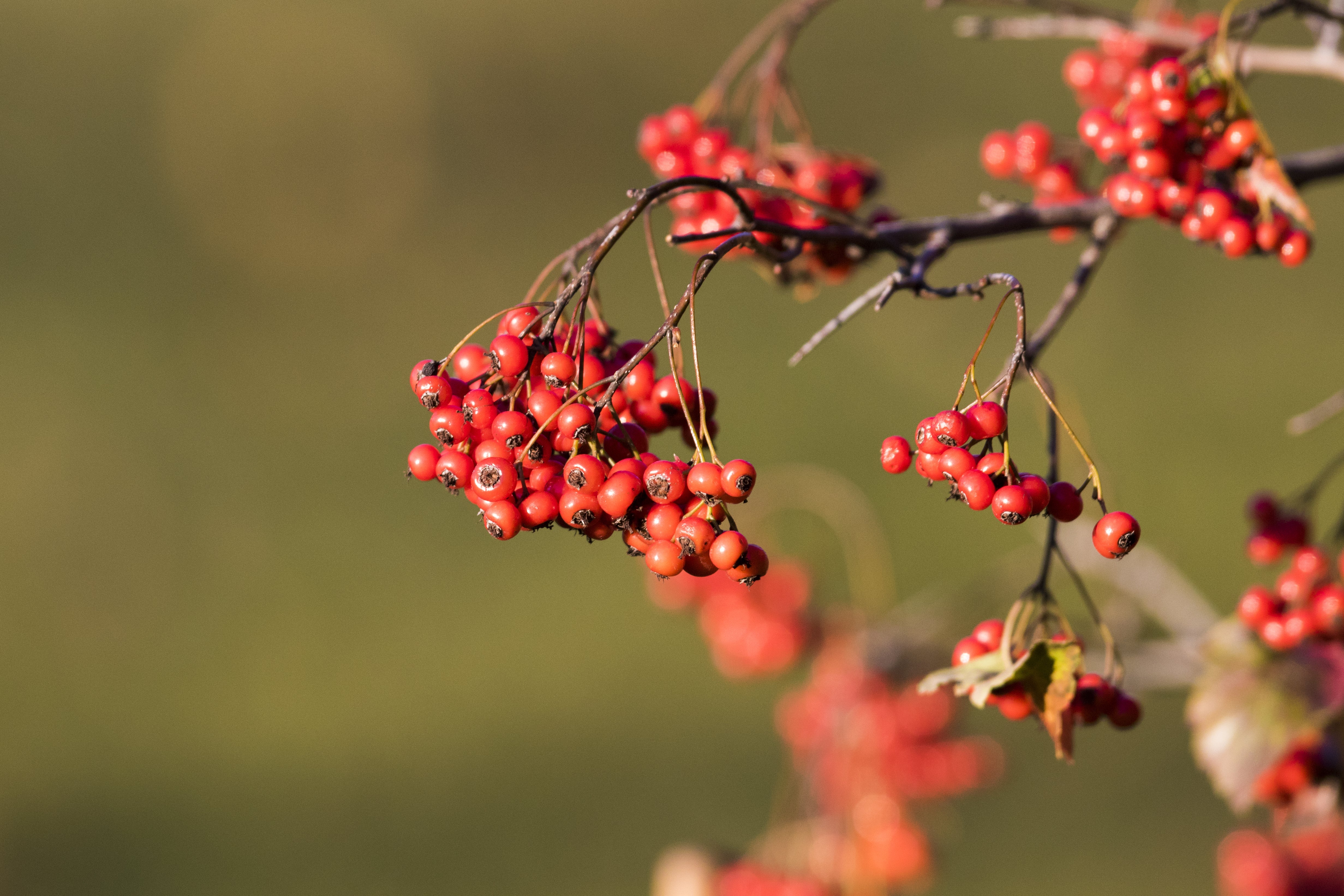 50 WASHINGTON HAWTHORN Crataegus Phaenopyrum Mayflower Shrub Tree Edible Fruit & White Flowers Seeds