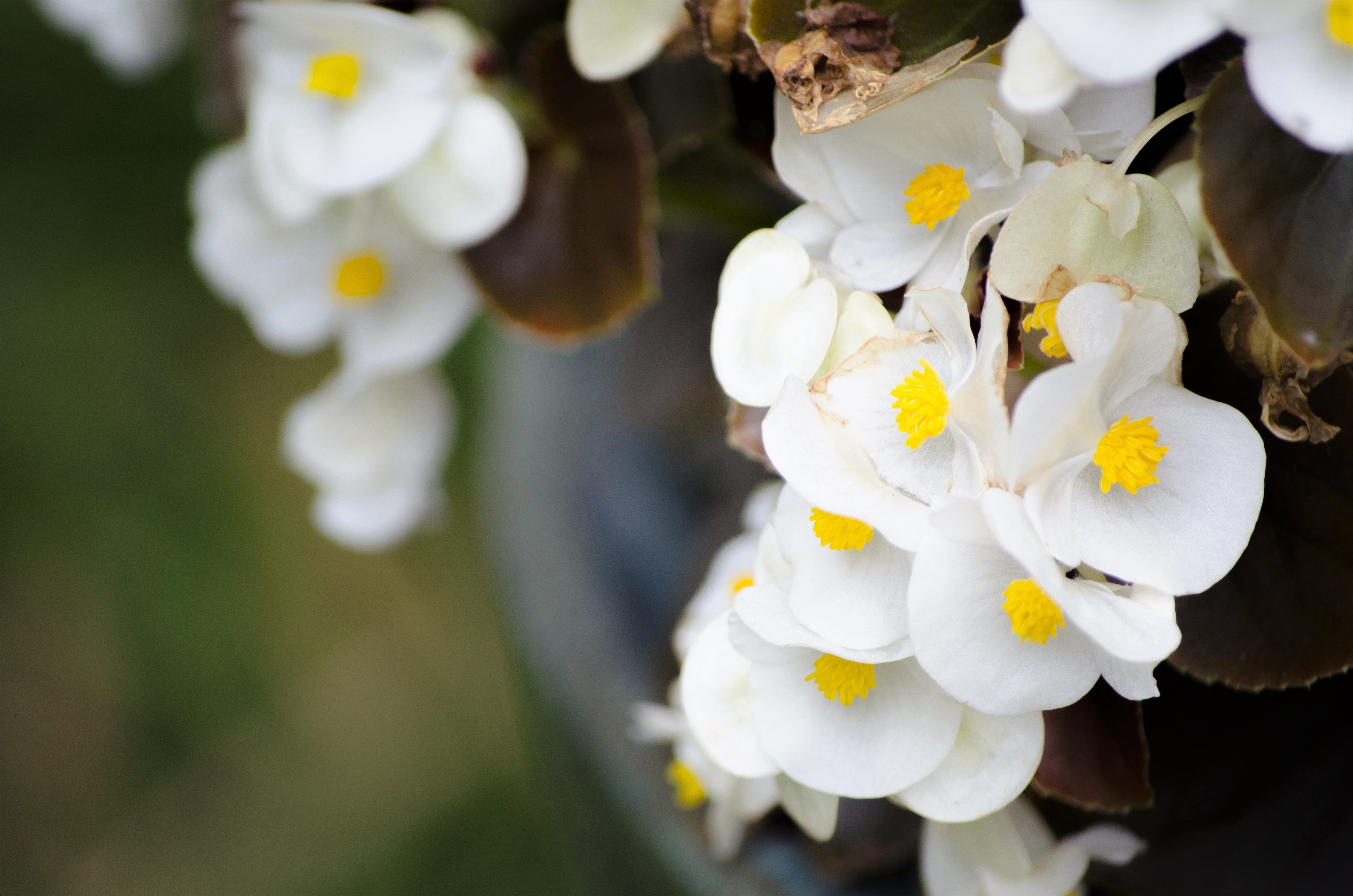 25 WAX MIXED BEGONIA Semperflorens Fibrous Mixed Colors Red Pink White Two Tone Shade Flower Seeds