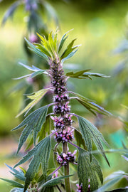 50 MOTHERWORT (Lions Tail / Heartwort) Leonurus Cardiaca Herb Flower Seeds