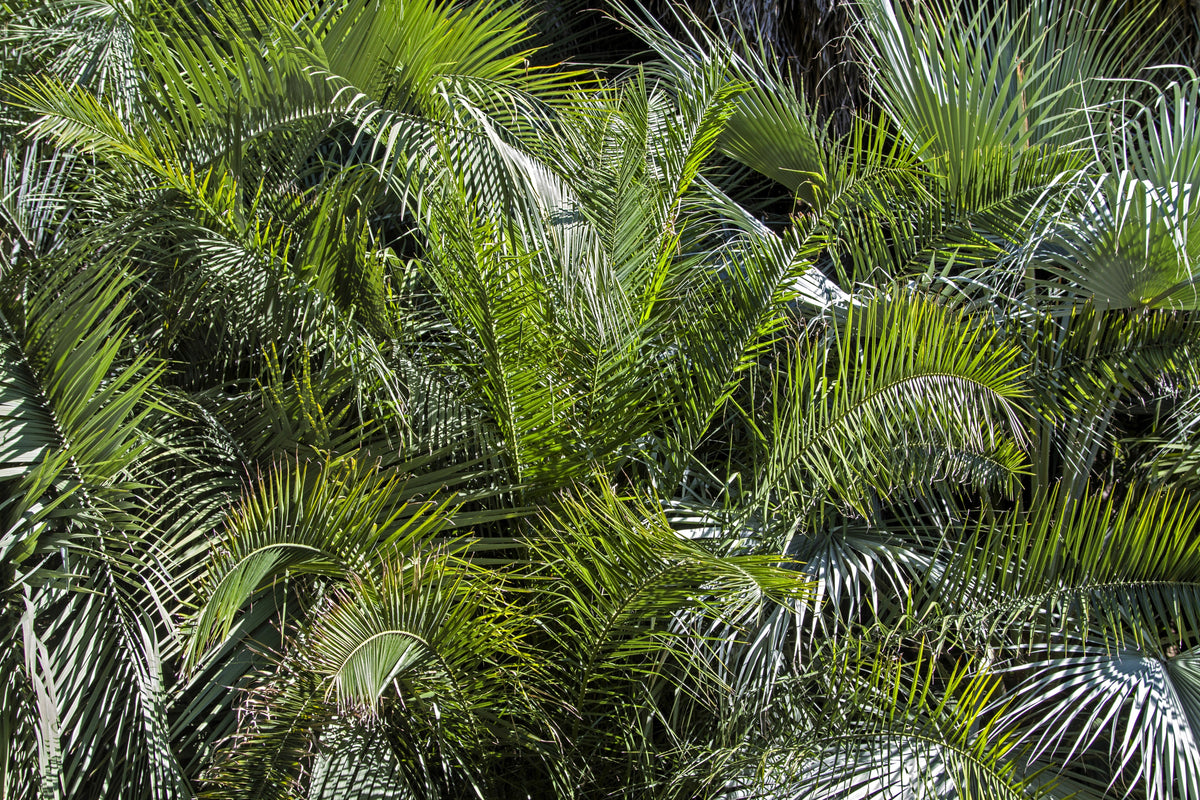 10 COCO PALM Jelly Palm Pindo Butia Capitata Edible Fruit Tree Houseplant Seeds