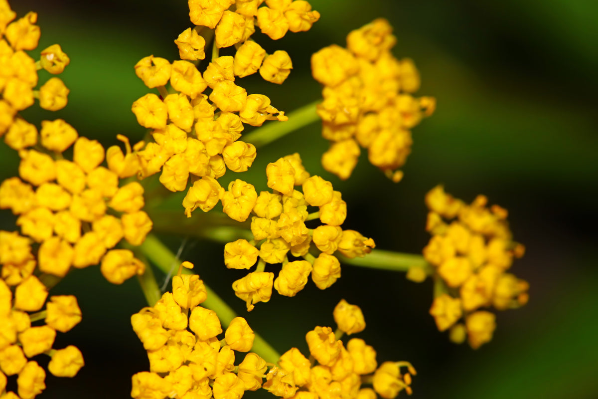150 GOLDEN ALEXANDER (Golden Zizia / Meadow Zizia) Zizia Aurea Flower Seeds