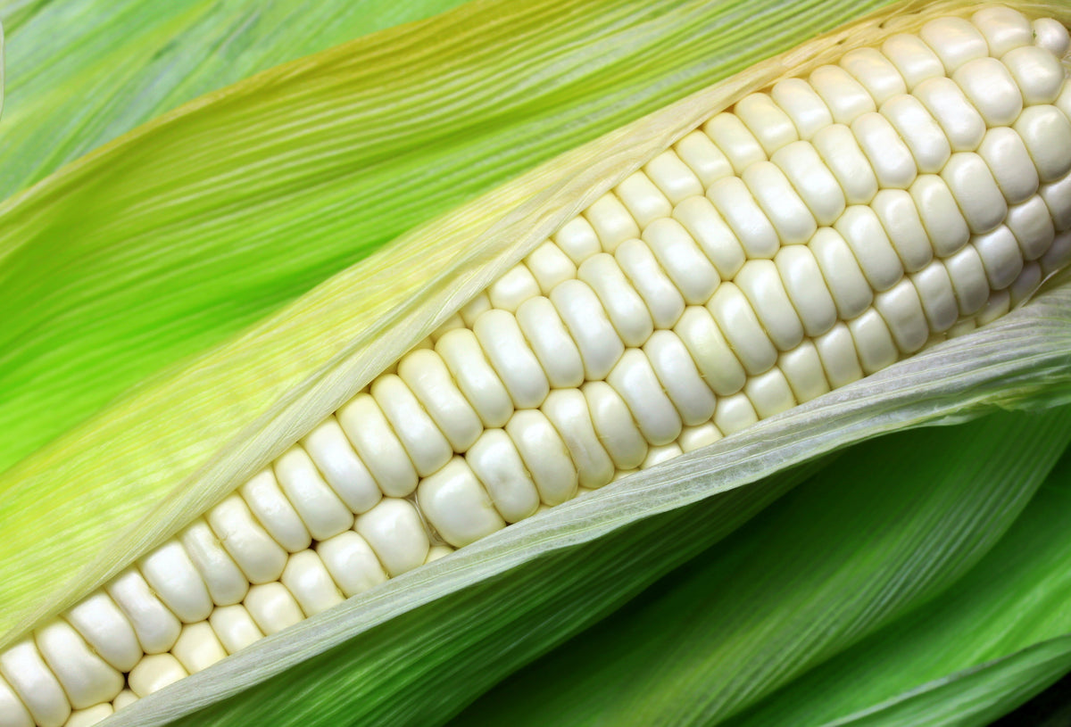 100 Truckers Favorite WHITE SWEET CORN Zea Mays Vegetable Seeds