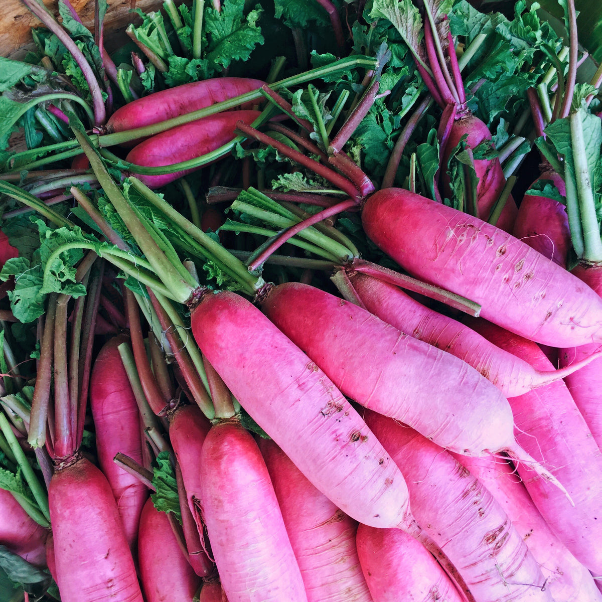 100 CHINA ROSE RADISH (Chinese Winter Radish) Raphanus Sativus Vegetable Seeds
