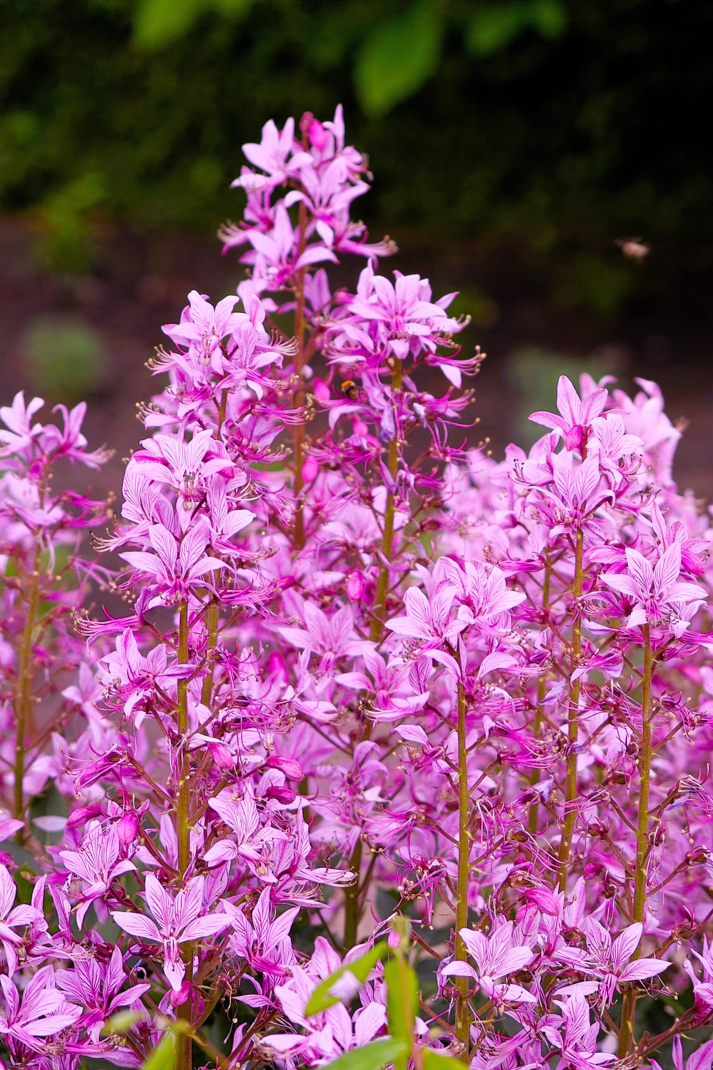10 RED GAS PLANT Fragrant Fire Plant Dictamnus Albus Ruber Flower Seeds