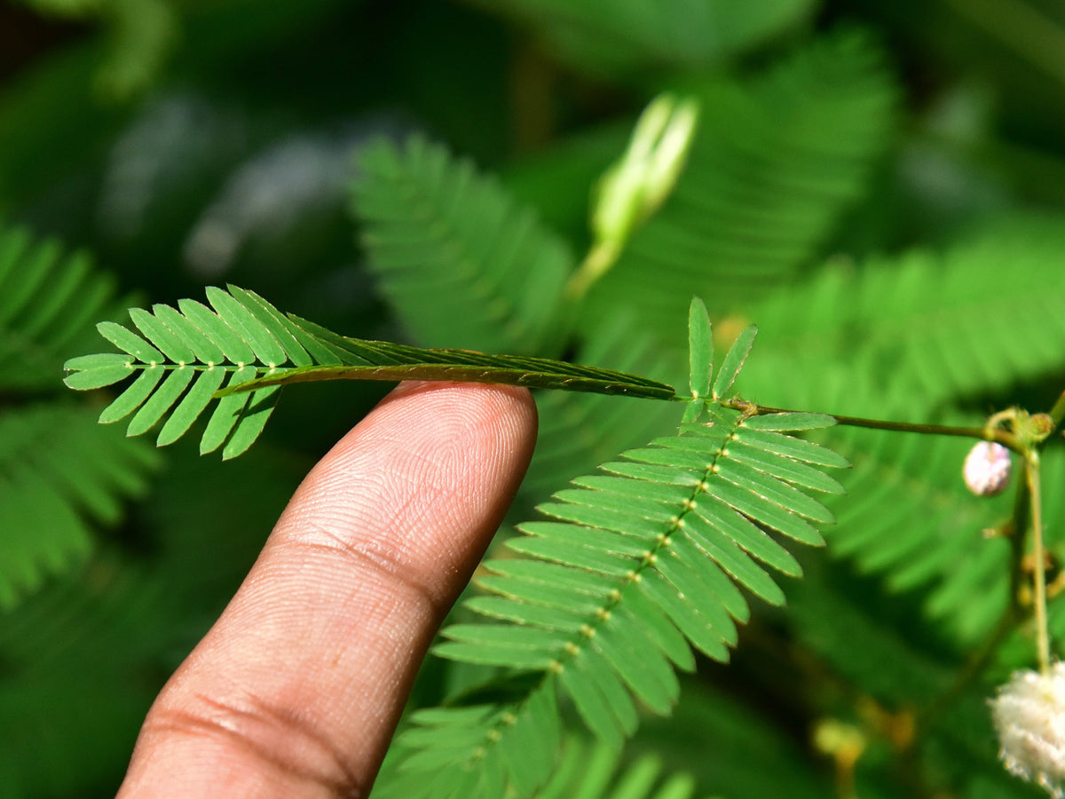 100 MIMOSA Pudica / SENSITIVE PLANT / Touch Me Not Flower Seeds