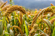 100 FOXTAIL MILLET Setaria Italica Ornamental Grass Flower Seeds