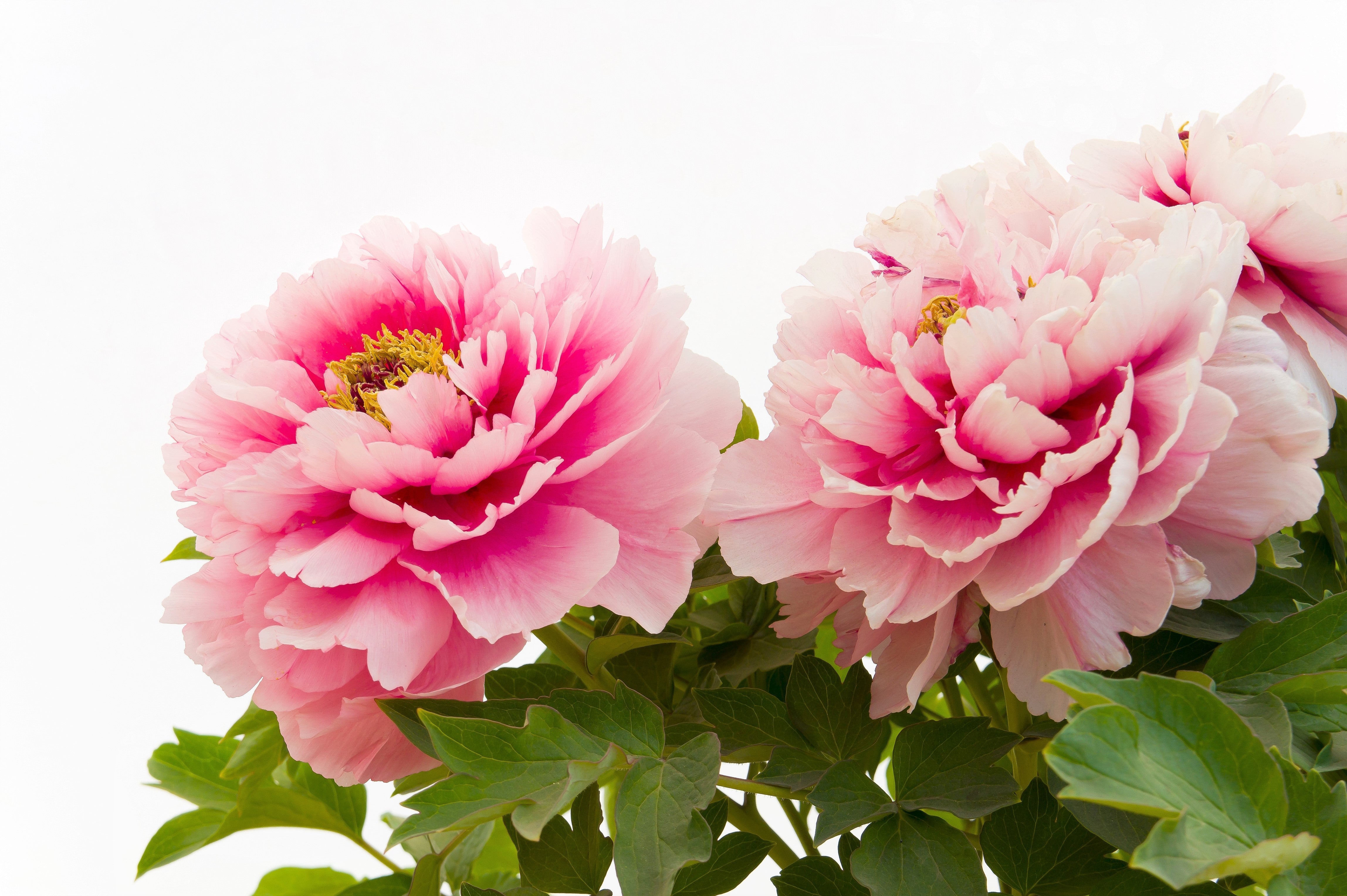 10 TREE PEONY Mountain Paeony Paeonia Suffruticosa Arborea Mixed Colors Red Pink White Purple Yellow Bicolor Flower Shrub Seeds