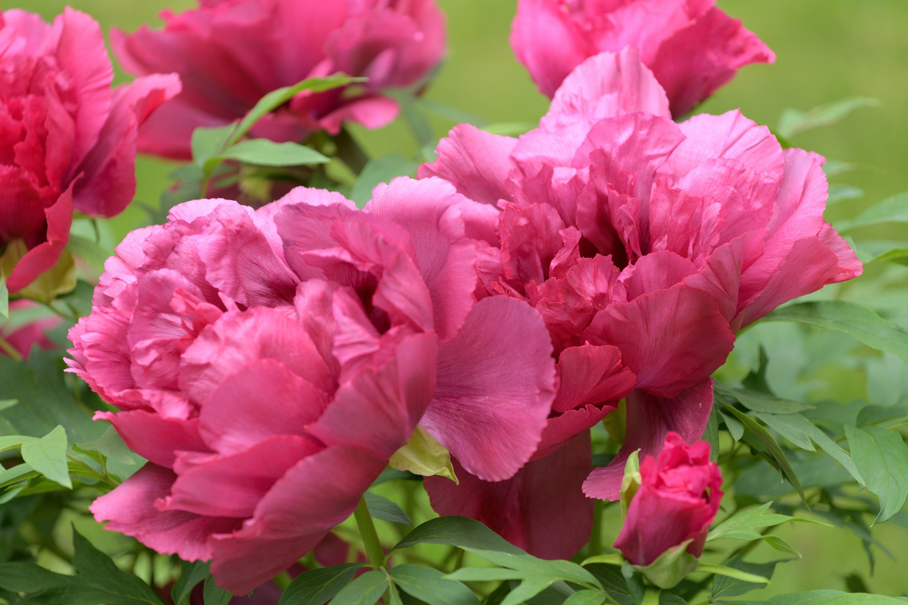 10 TREE PEONY Mountain Paeony Paeonia Suffruticosa Arborea Mixed Colors Red Pink White Purple Yellow Bicolor Flower Shrub Seeds