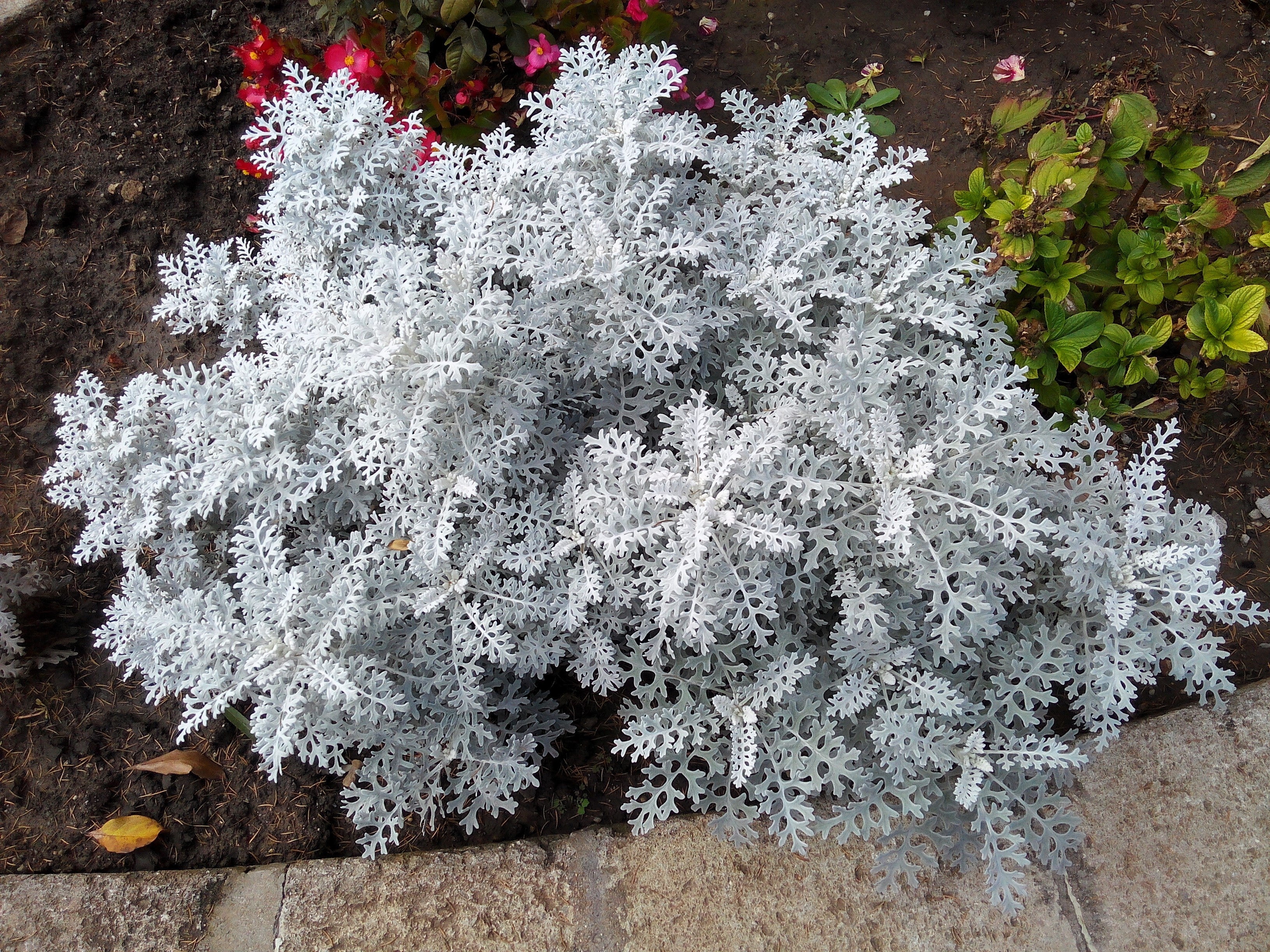 300 SILVERDUST DUSTY MILLER Cineraria Maritima Jacobaea Senecio Flower Seeds