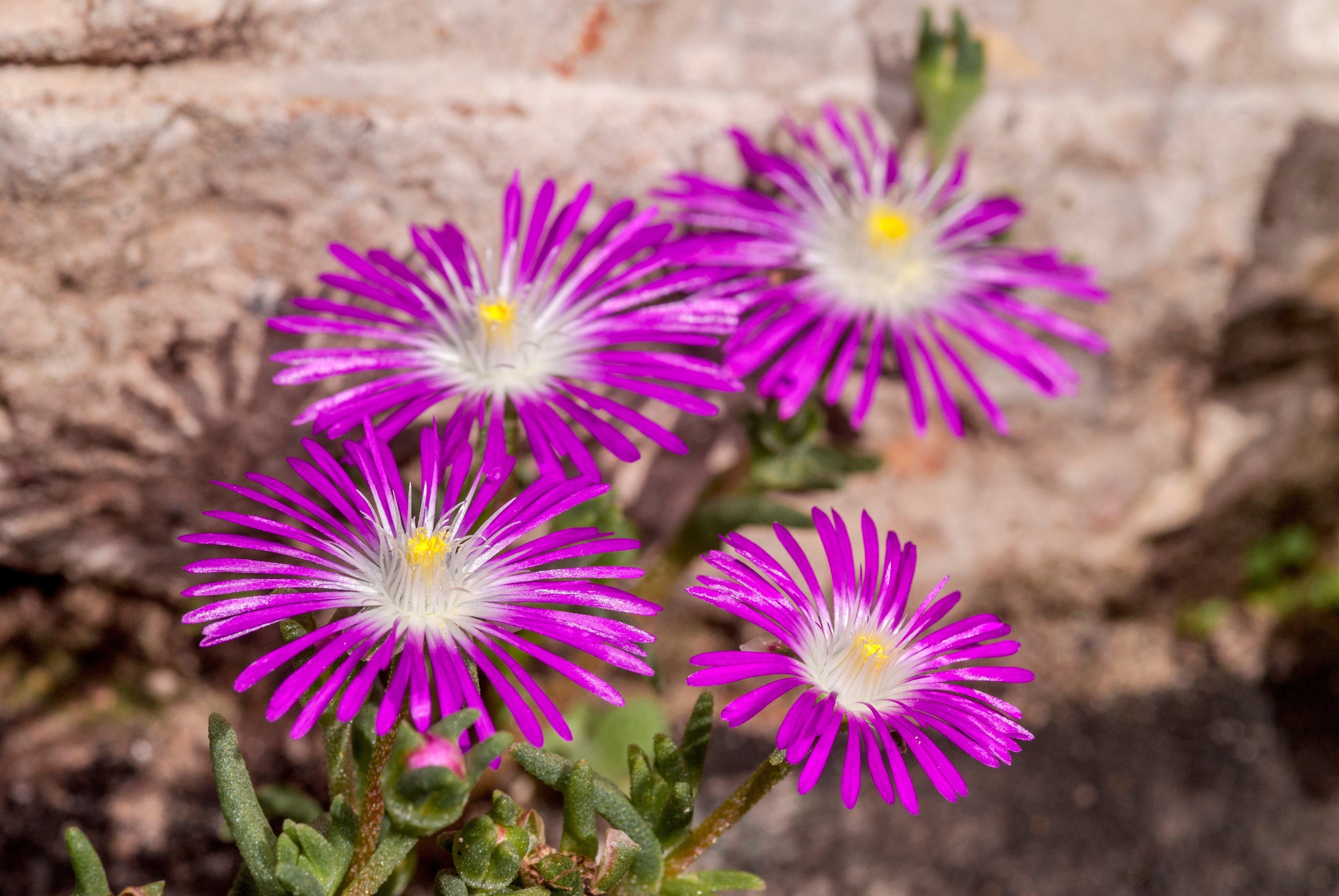25 STARDUST ICE PLANT Mesembryanthemum Delosperma Floribunda Perennial Purple & White Flower Seeds