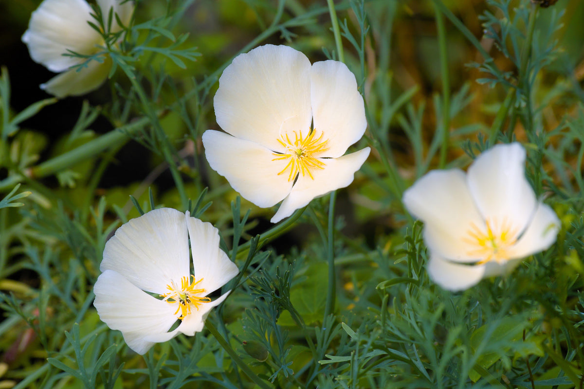 1000 WHITE CALIFORNIA POPPY Eschscholzia Californica Flower Seeds
