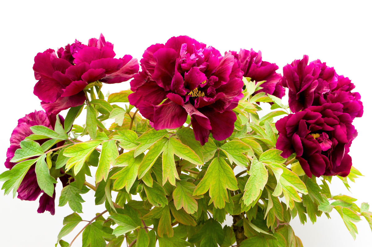 10 TREE PEONY Mountain Paeony Paeonia Suffruticosa Arborea Mixed Colors Red Pink White Purple Yellow Bicolor Flower Shrub Seeds