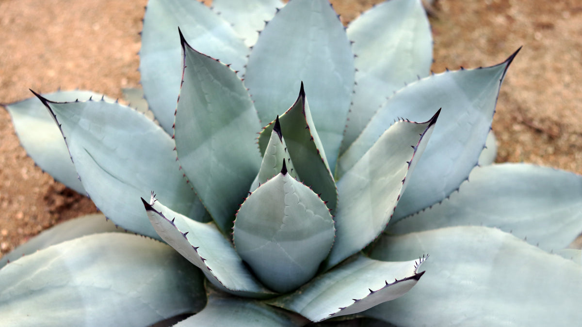 5  ARTICHOKE AGAVE Parry's Huachuca Agave Parryi Huachucensis Century Plant Succulent Cactus Seeds