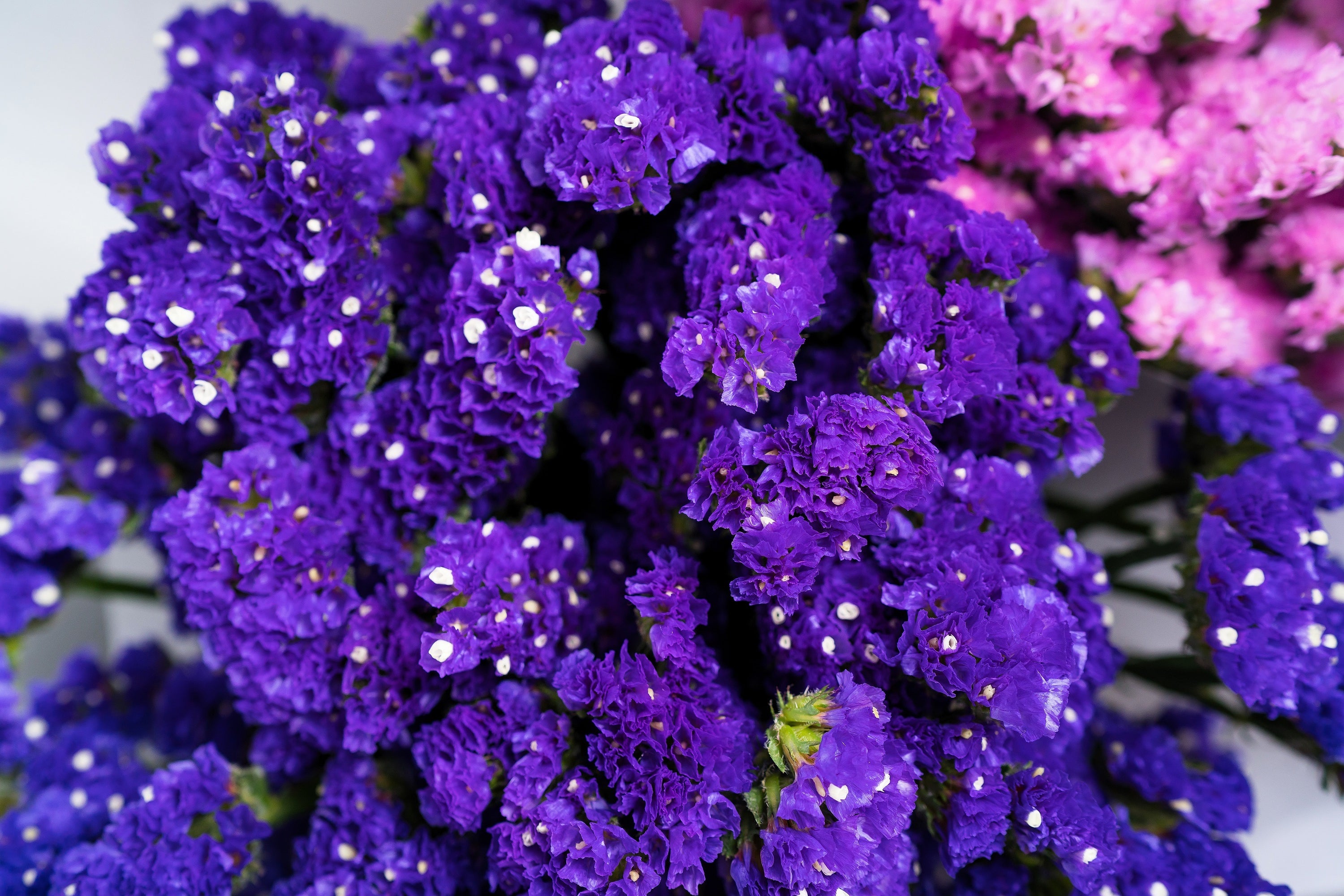 50 Purple STATICE / SEA LAVENDER Limonium Sinuatum Flower Seeds
