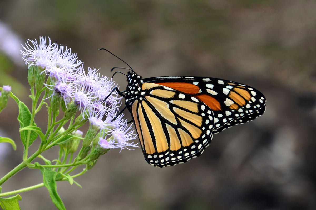 100 PURPLE MISTFLOWER (Hardy or Wild Ageratum) Eupatorium Coelestinum Blue Flower Seeds