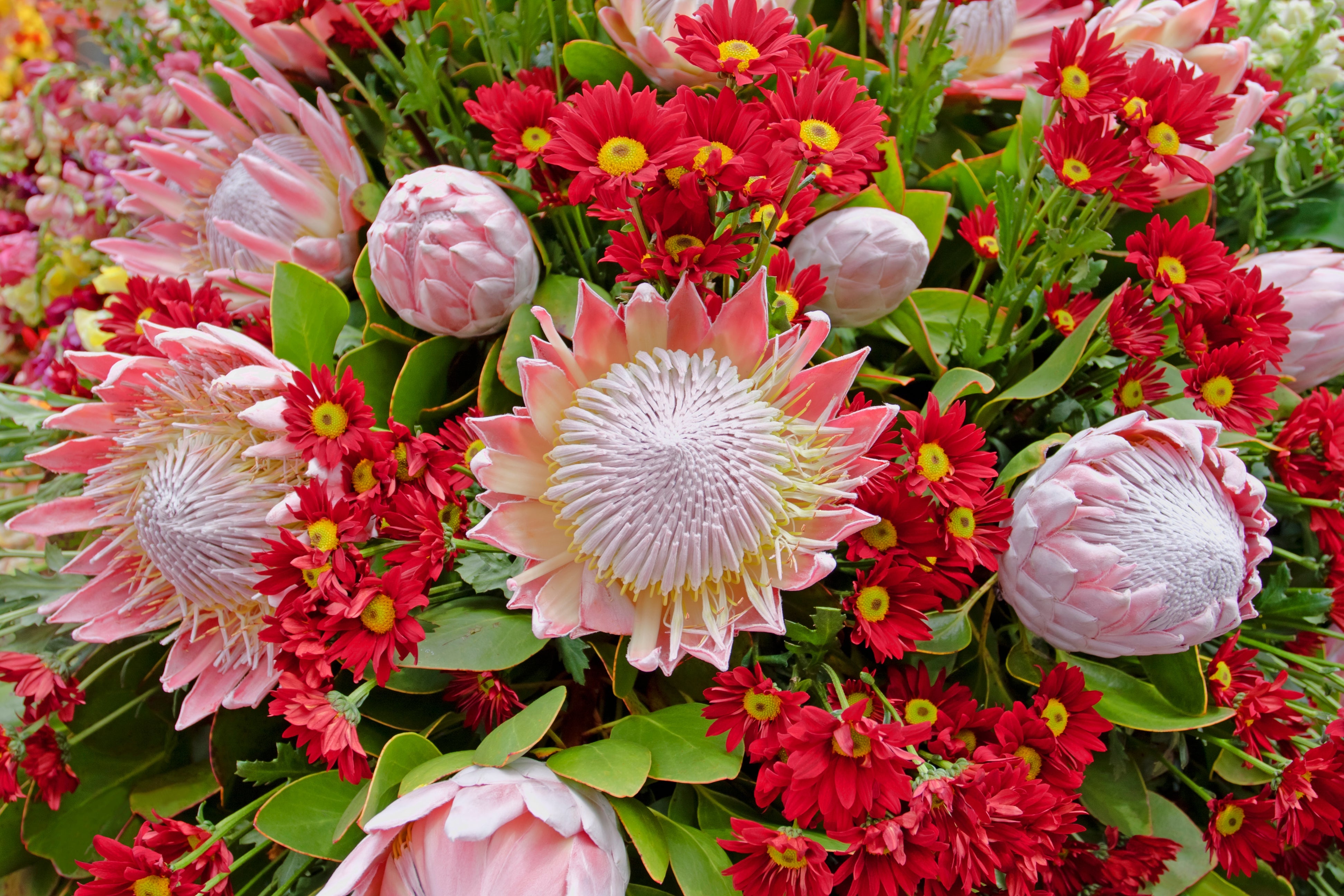 5 Giant KING PROTEA Cynaroides Sugarbush Rare 12" Flower Seeds