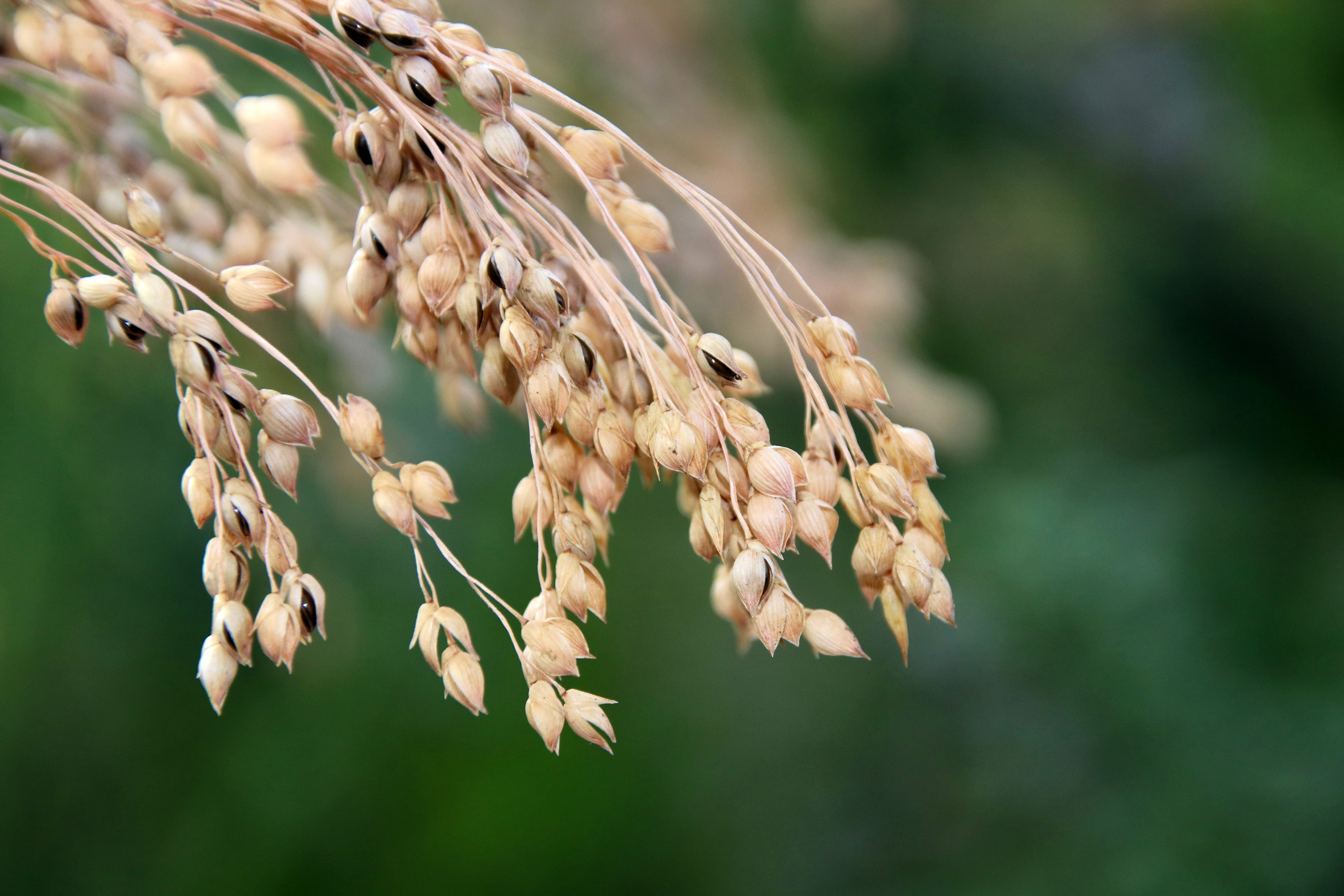 200 PROSO MILLET White Common Panicum Miliaceum Ornamental Grass Vegetable Seeds