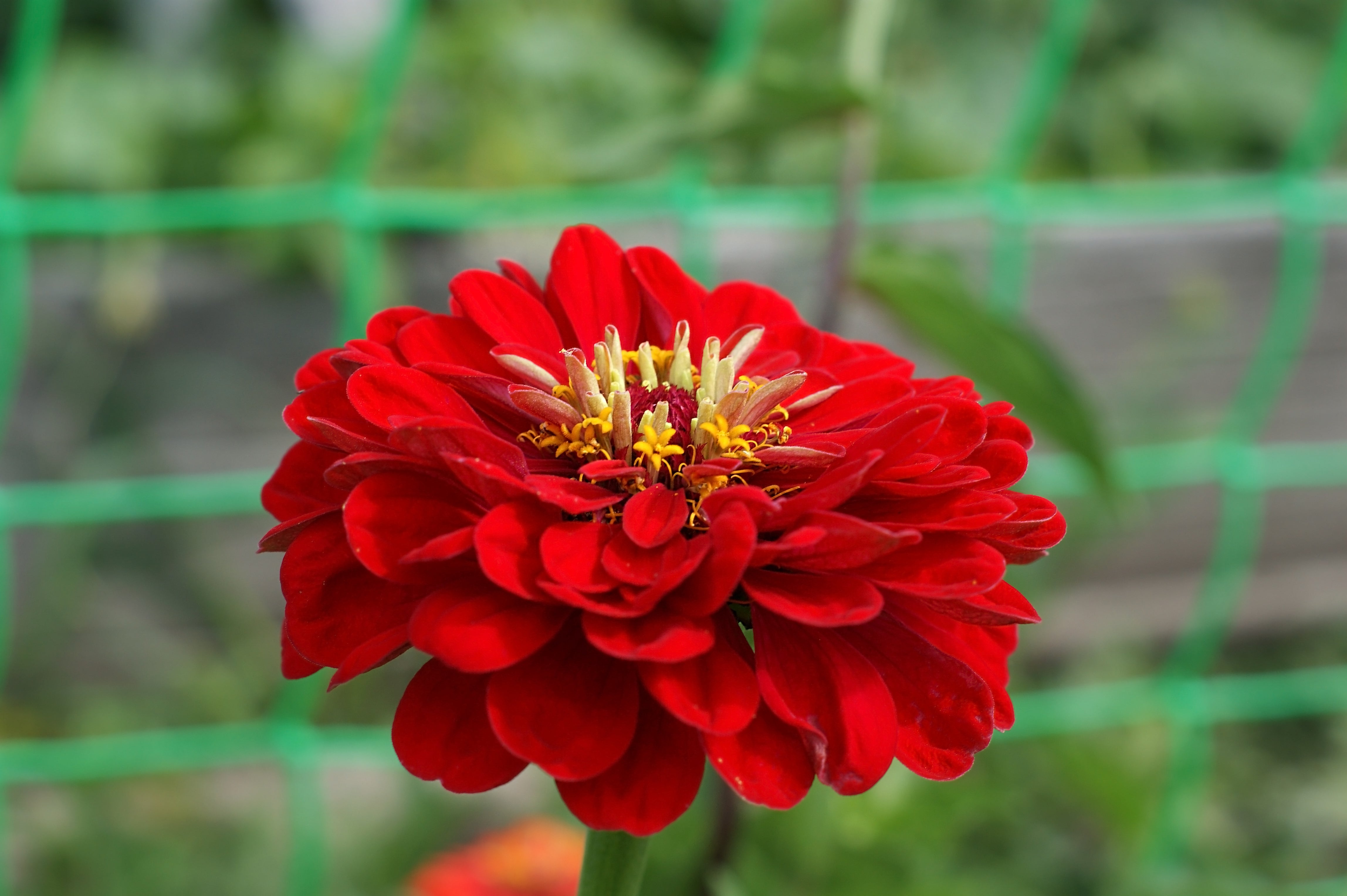 250 Red CHERRY QUEEN ZINNIA Elegans Flower Seeds