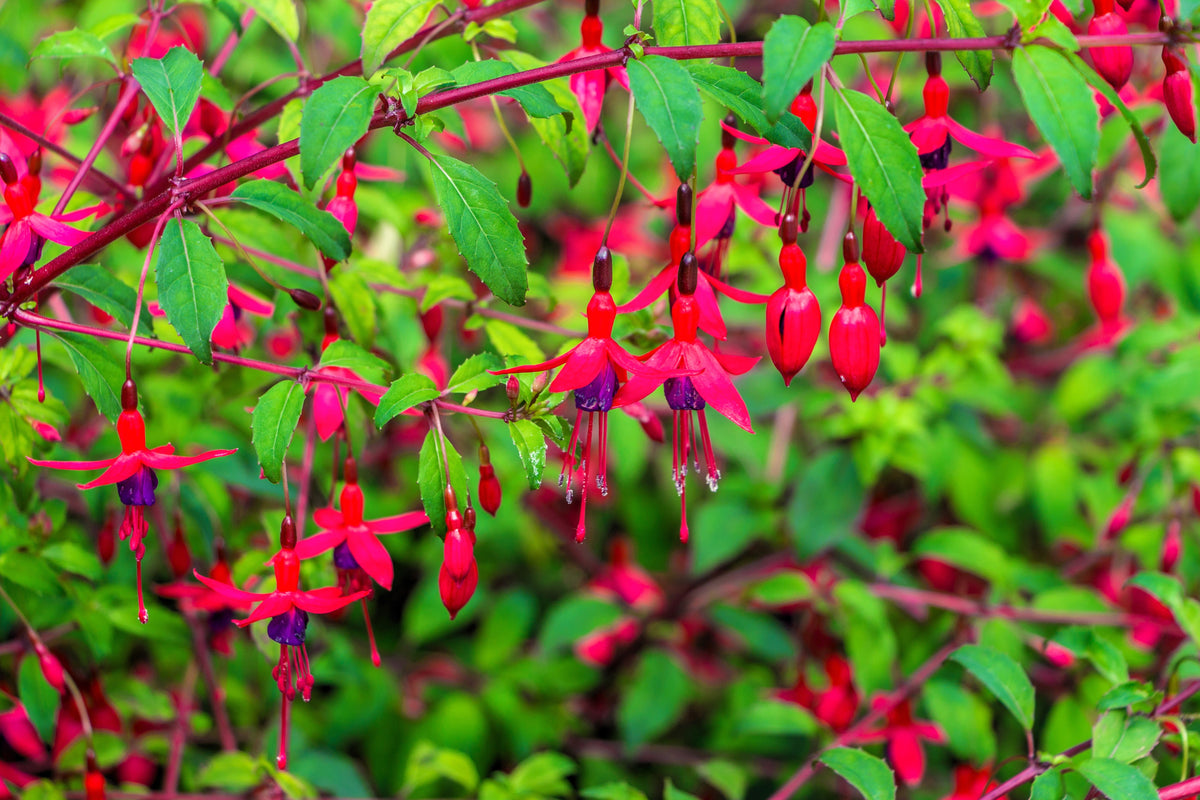 20 HARDY FUCHSIA Magellanica Pink Purple Hummingbird Flower Shrub Seeds