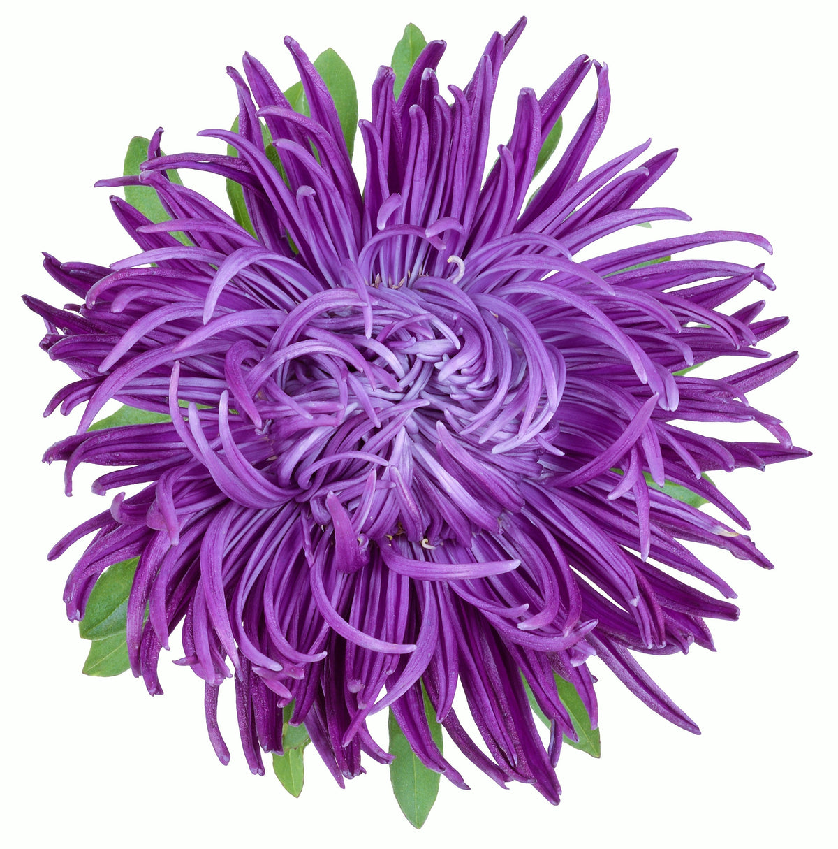 30 VIOLET Purple NEEDLE ASTER Callistephus Chinensis Unicom Flower Seeds