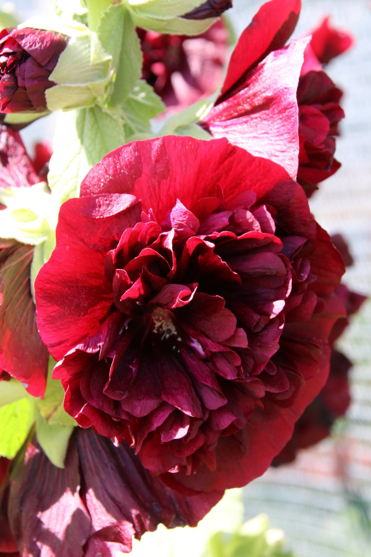 25 SCARLET DOUBLE Red HOLLYHOCK Alcea Rosea Flower Seeds Perennial