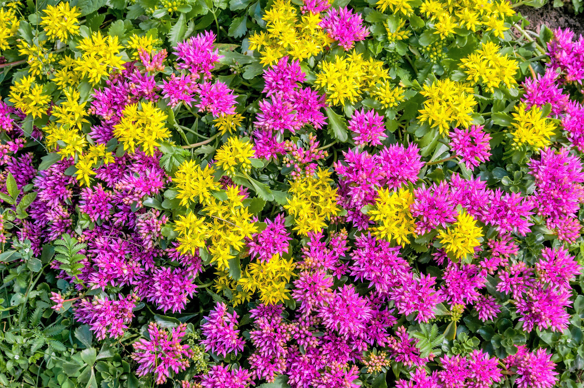 150 MIXED SEDUM Stonecrop Succulent Groundcover Red White Yellow Pink Purple Flower Seeds