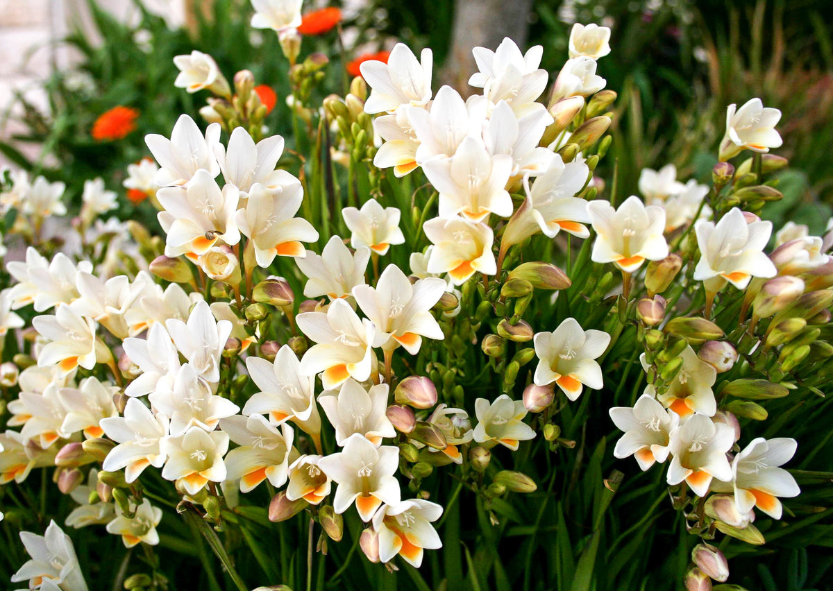 5 ROYAL CHAMPION Mix FREESIA Mixed Colors Pink Blue Purple Yellow Red Orange Flower Seeds
