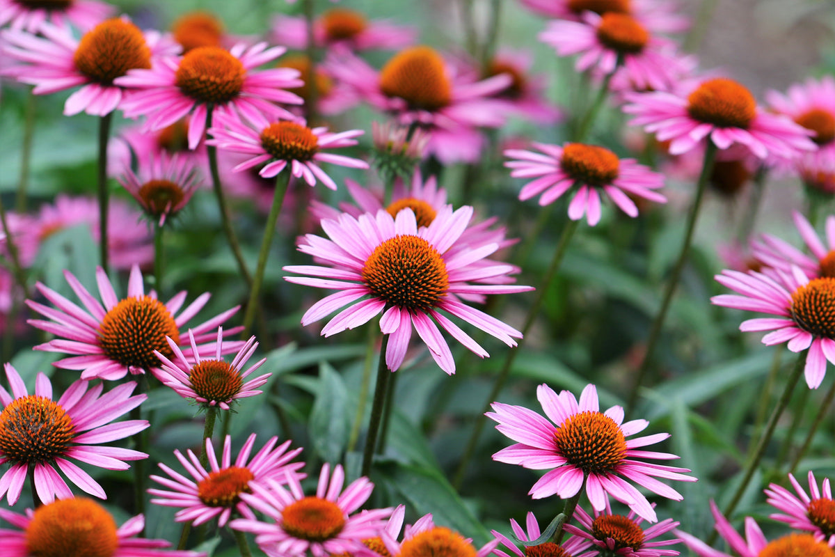 1000 PURPLE CONEFLOWER Echinacea Purpurea Heirloom Flower Herb Seeds