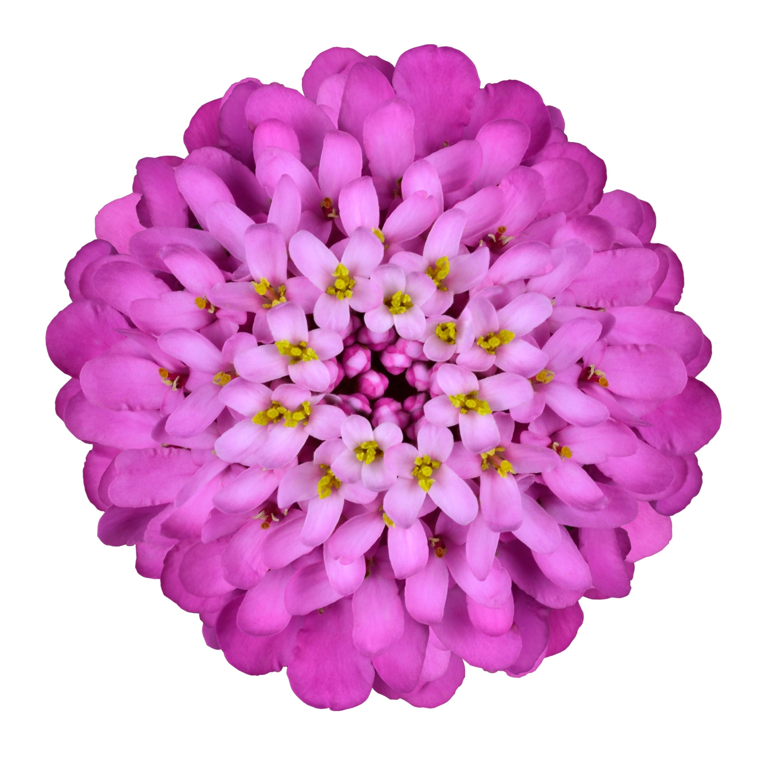 1000 ROSE CARDINAL CANDYTUFT Iberis Umbellata Flower Seeds