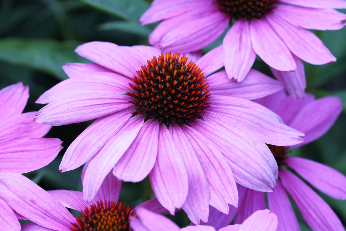 1000 PURPLE CONEFLOWER Echinacea Purpurea Heirloom Flower Herb Seeds