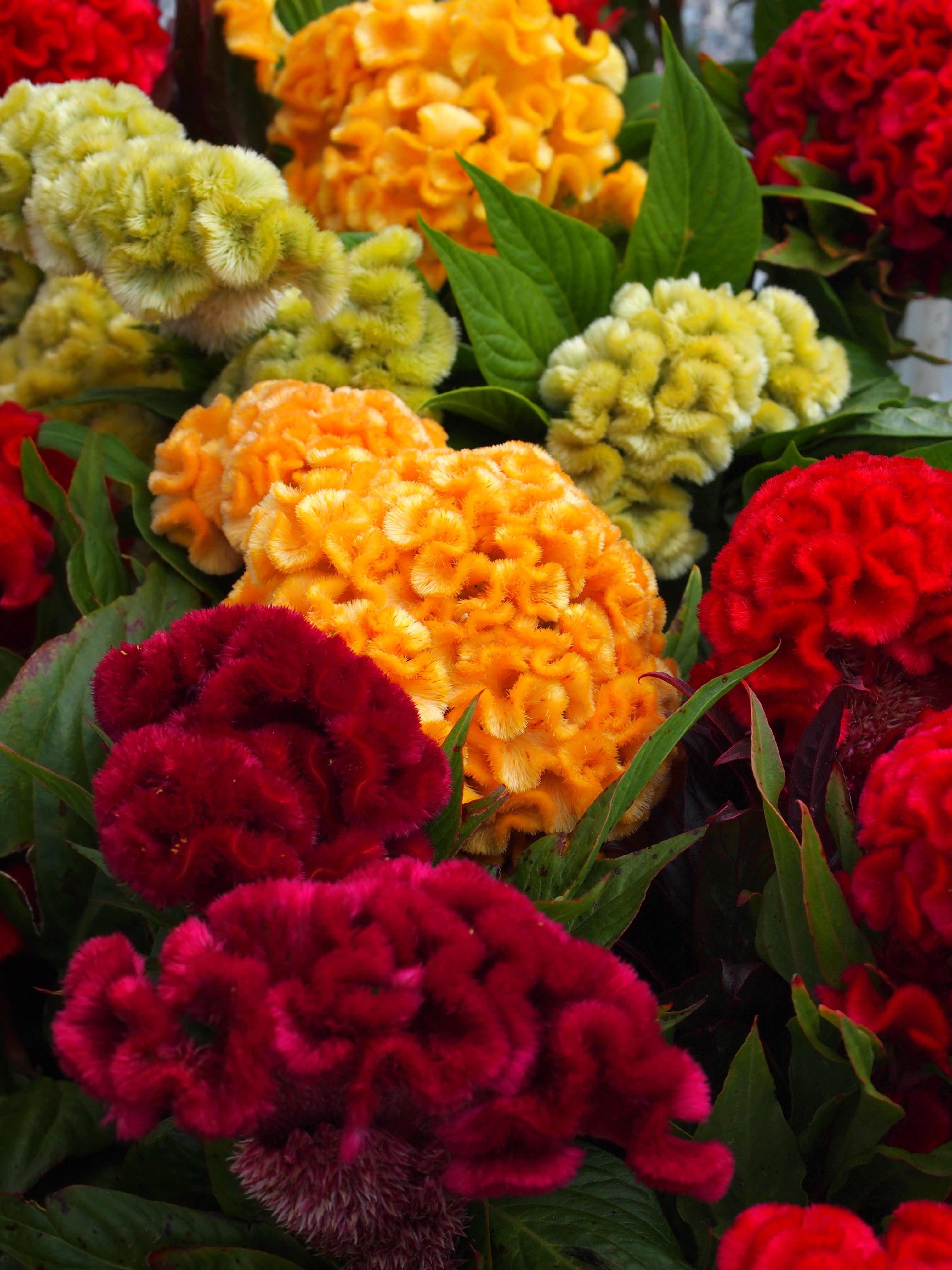 100 CORAL GARDENS Mix CELOSIA Cockscomb Celosia Argentea Cristata Flower Seeds