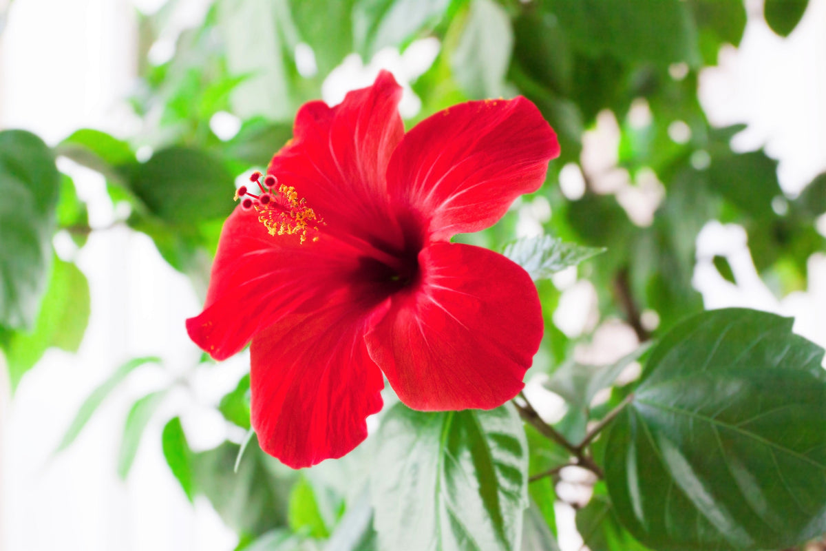 10 Luna RED HARDY HIBISCUS Hibiscus Moscheutos Balhibred Flower Seeds