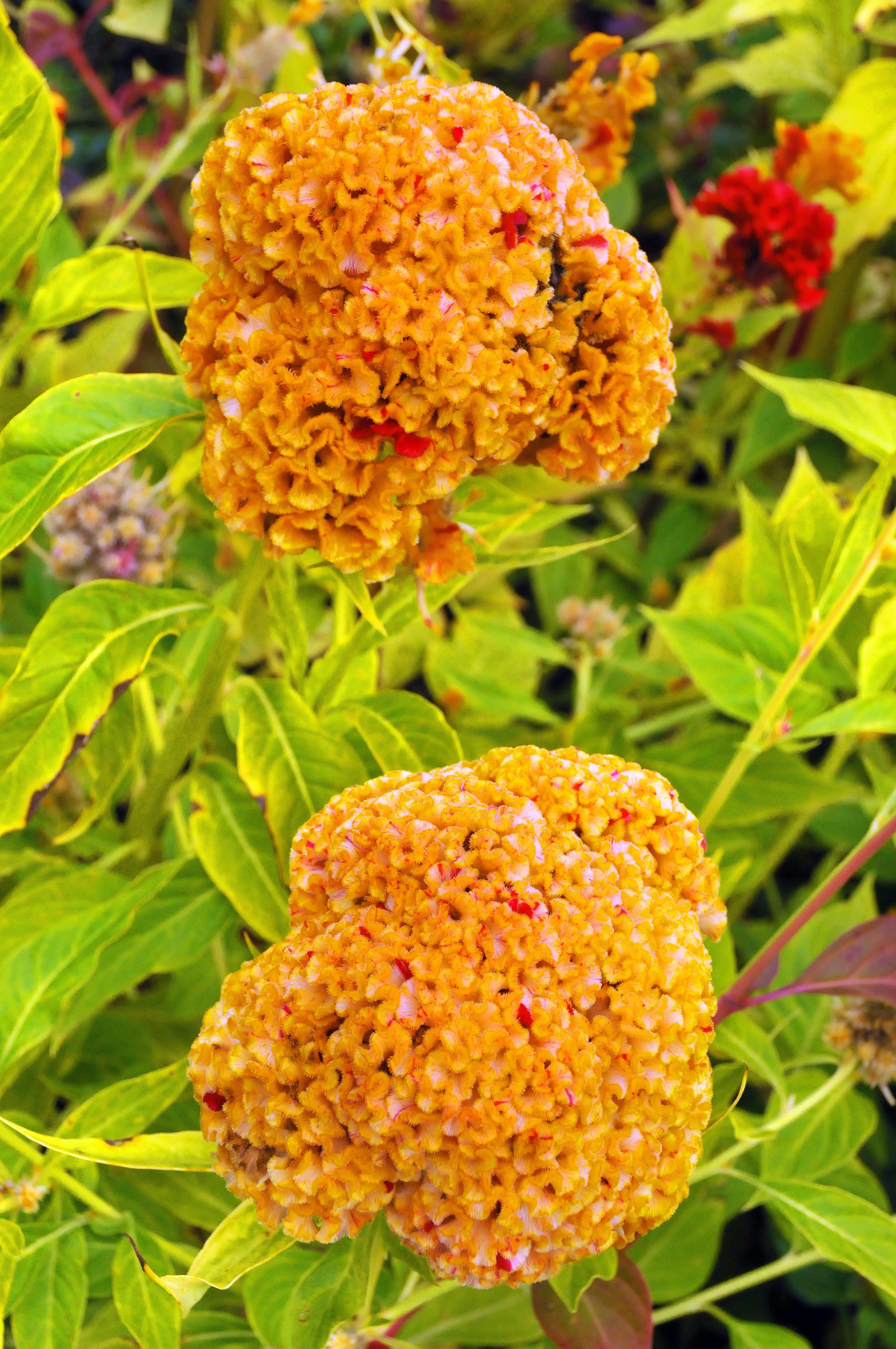 100 CORAL GARDENS Mix CELOSIA Cockscomb Celosia Argentea Cristata Flower Seeds