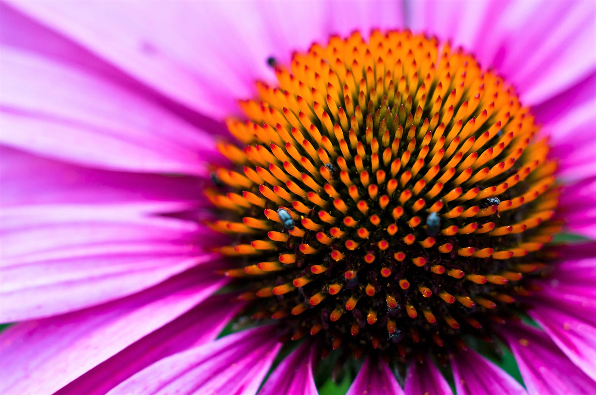 1000 PURPLE CONEFLOWER Echinacea Purpurea Heirloom Flower Herb Seeds