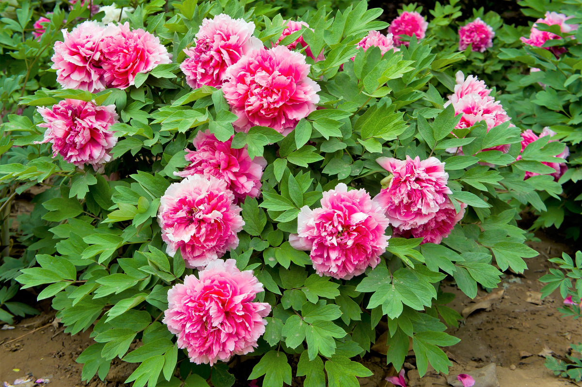 10 TREE PEONY Mountain Paeony Paeonia Suffruticosa Arborea Mixed Colors Red Pink White Purple Yellow Bicolor Flower Shrub Seeds
