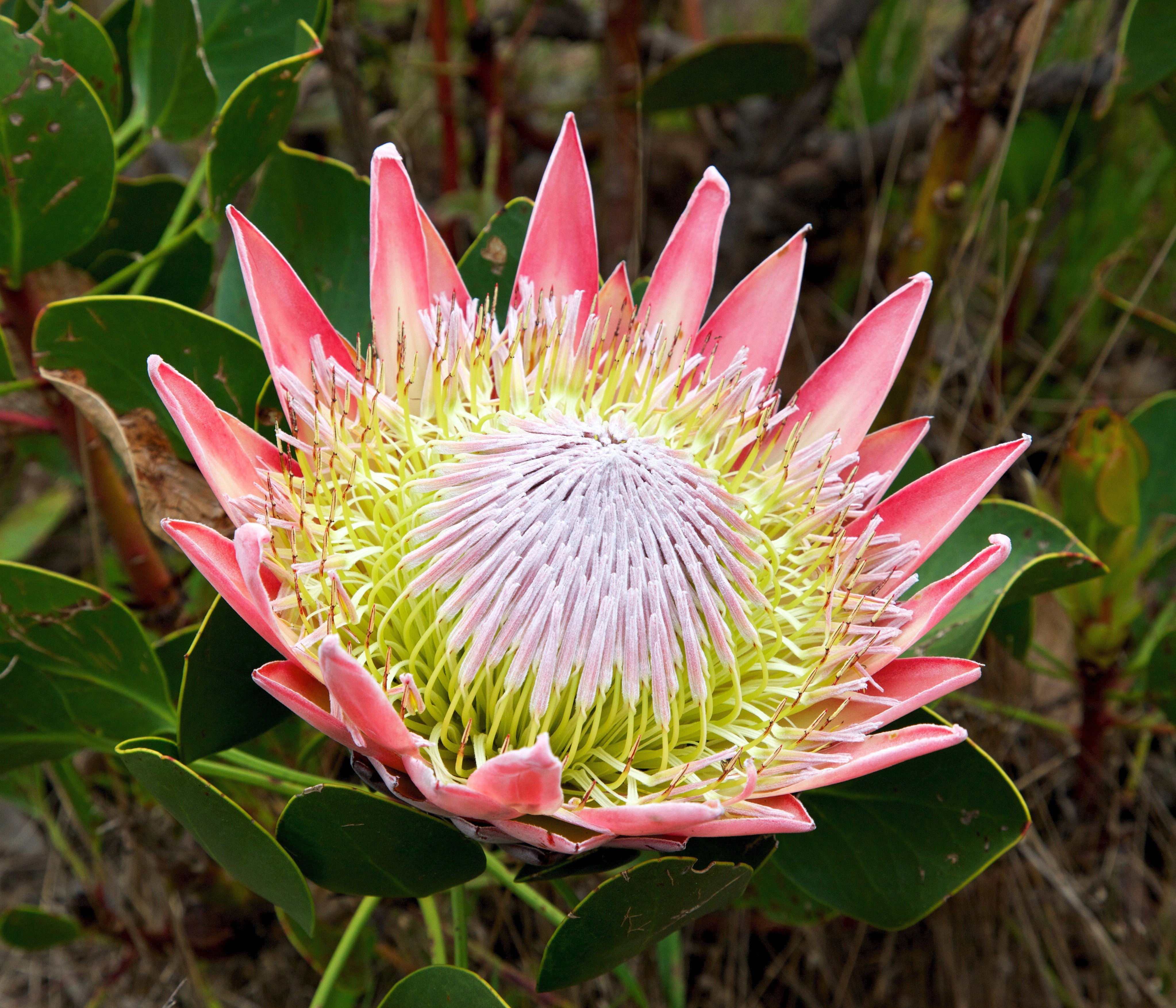 5 Giant KING PROTEA Cynaroides Sugarbush Rare 12" Flower Seeds
