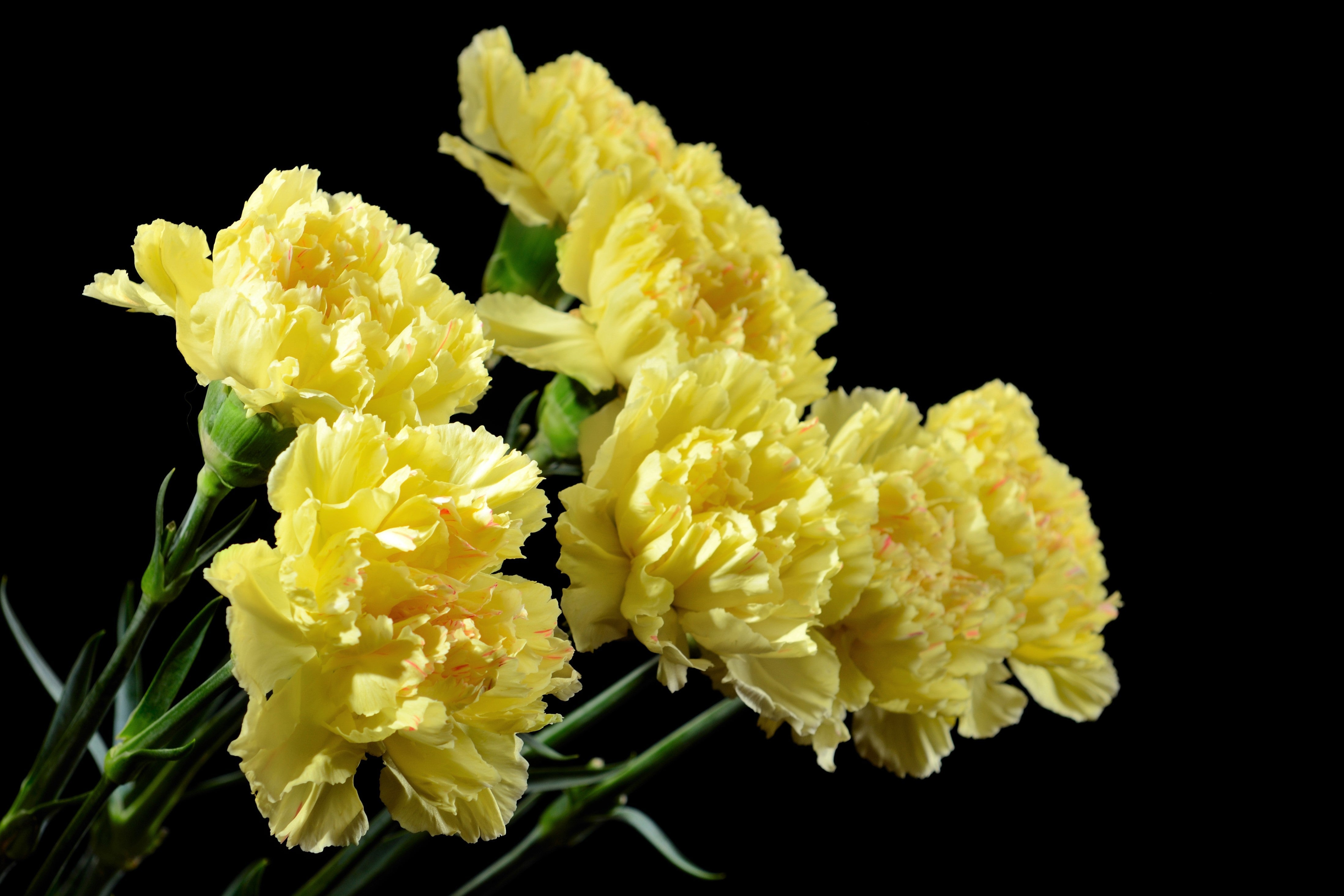 50 YELLOW CARNATION Dianthus Caryophyllus Grenadin Double Flower Seeds