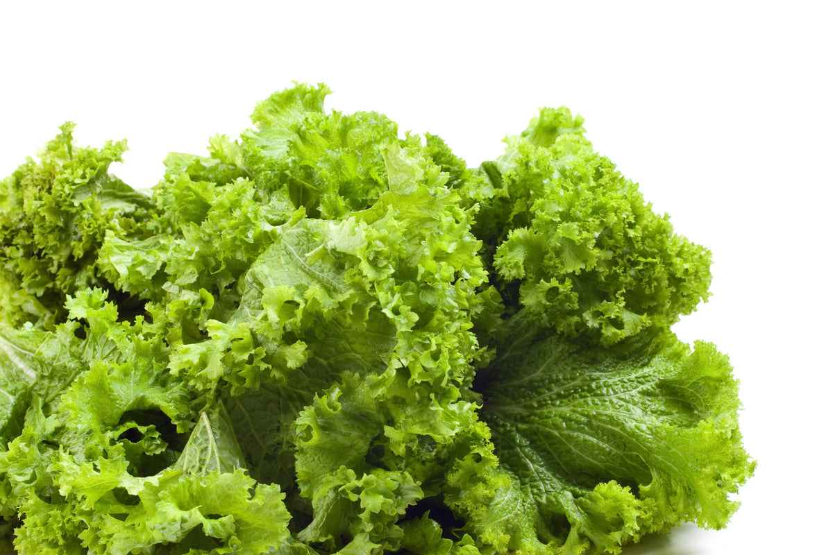 3000 Southern GIANT CURLED MUSTARD Ostrich Plume Brassica Juncea Vegetable Herb Seeds
