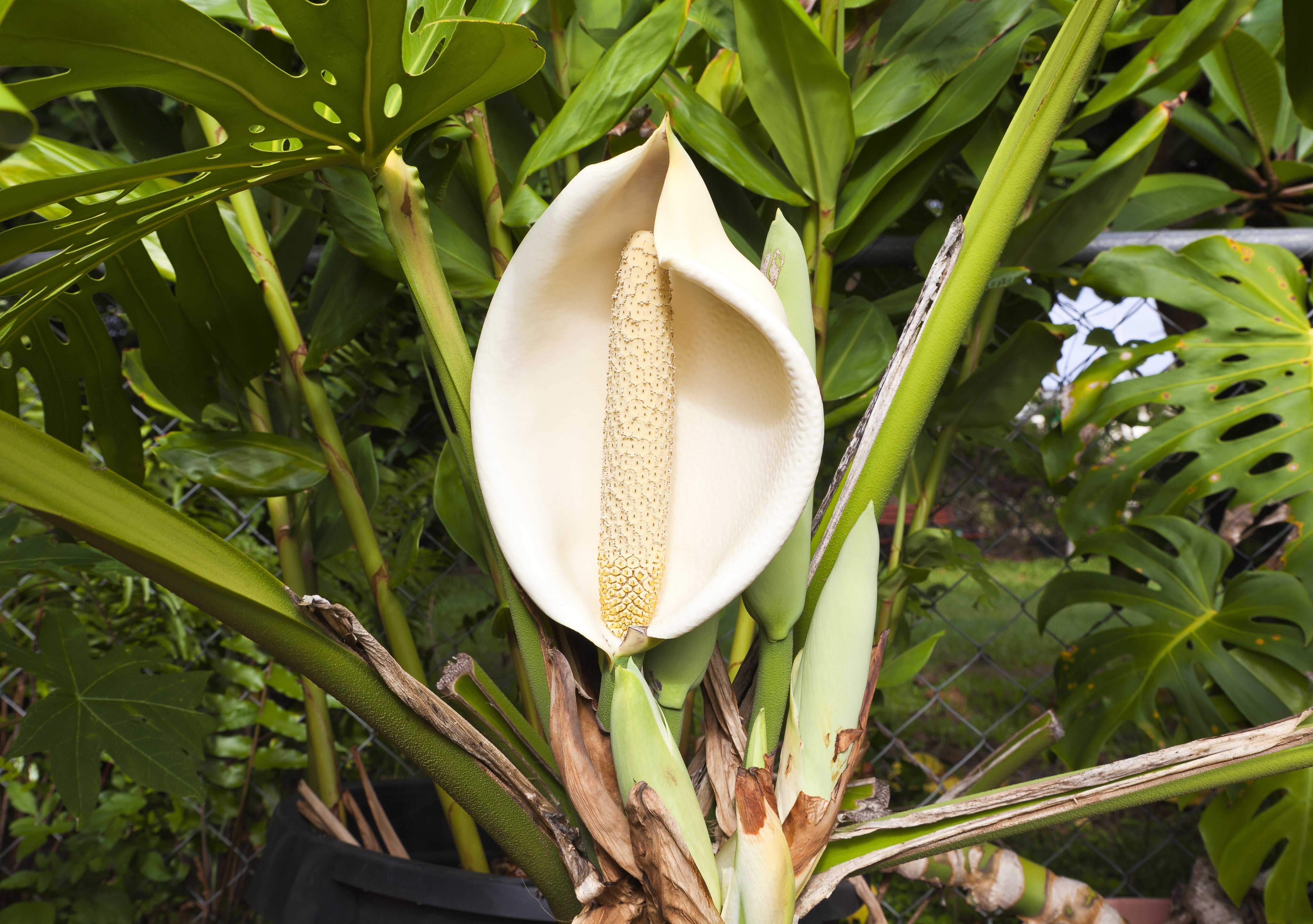 5 Organic SPLIT LEAF PHILODENDRON Monstera Deliciosa Swiss Cheese Plant Vine Seeds