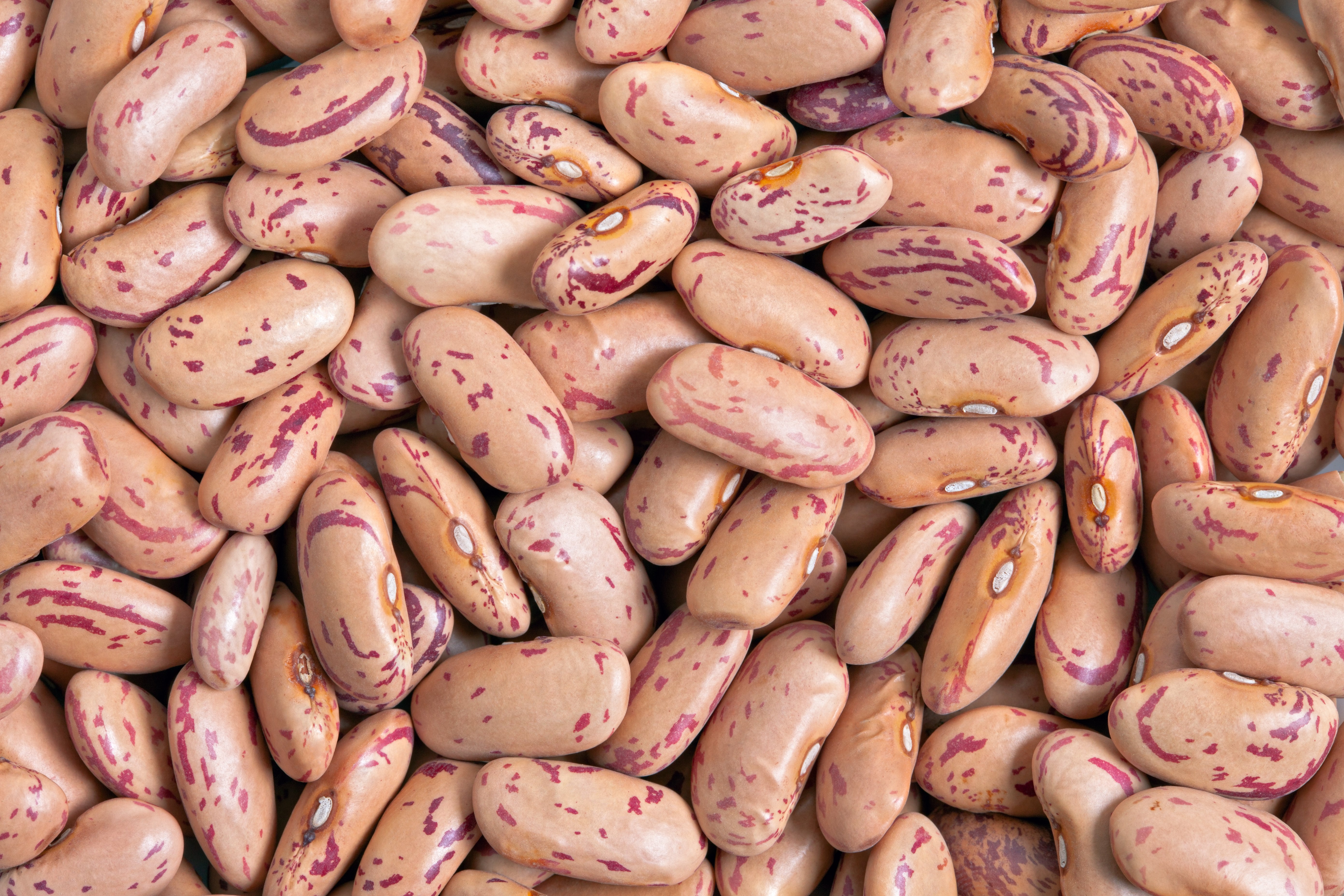 50 CRANBERRY BEAN French Horticulture Borlotti Roman Phaseolus Vegetable Seeds
