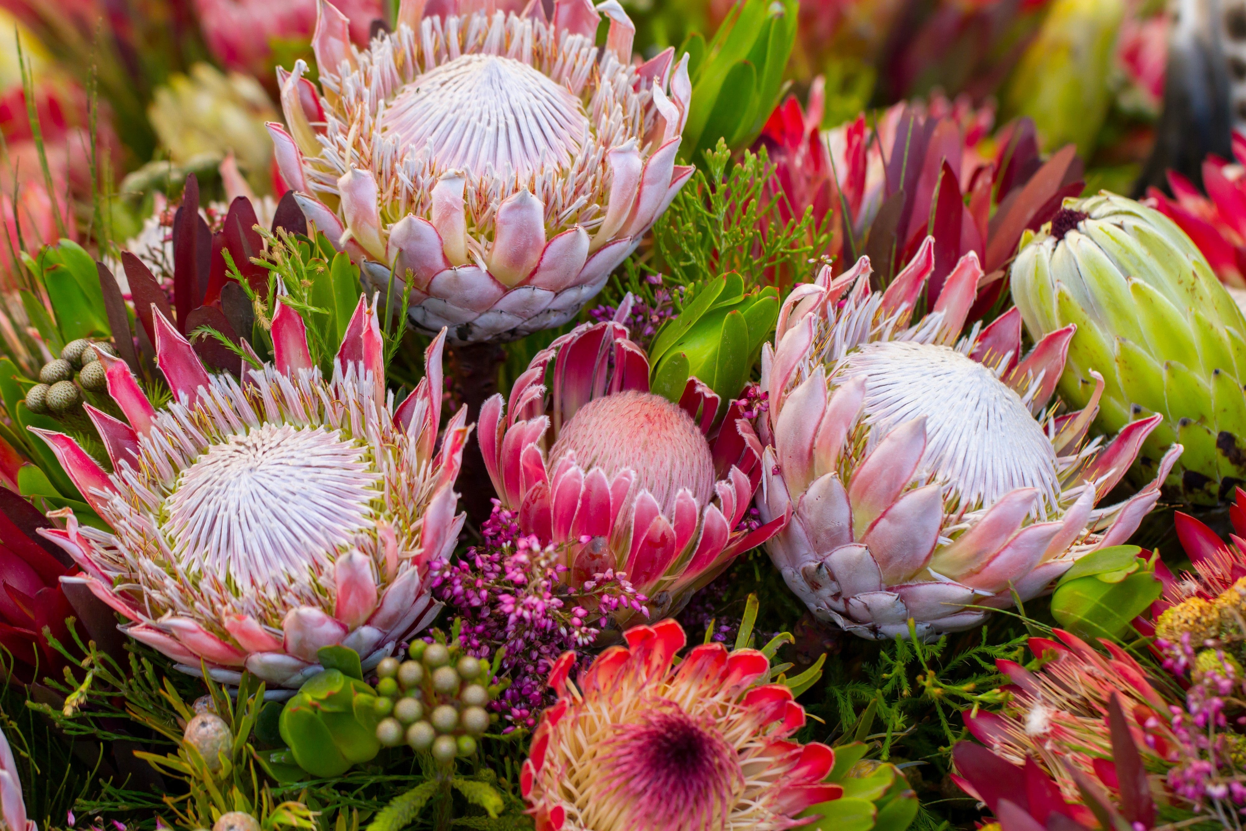 5 Giant KING PROTEA Cynaroides Sugarbush Rare 12" Flower Seeds