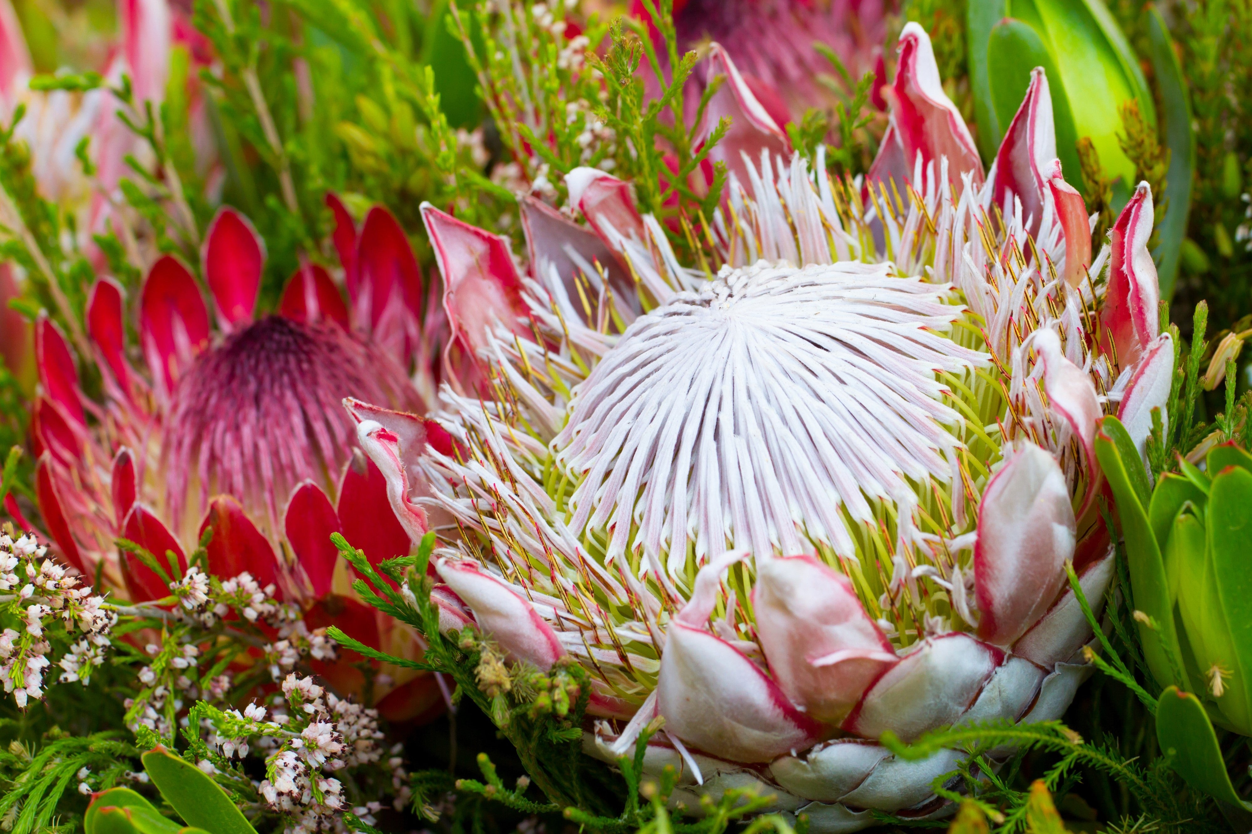 5 Giant KING PROTEA Cynaroides Sugarbush Rare 12" Flower Seeds