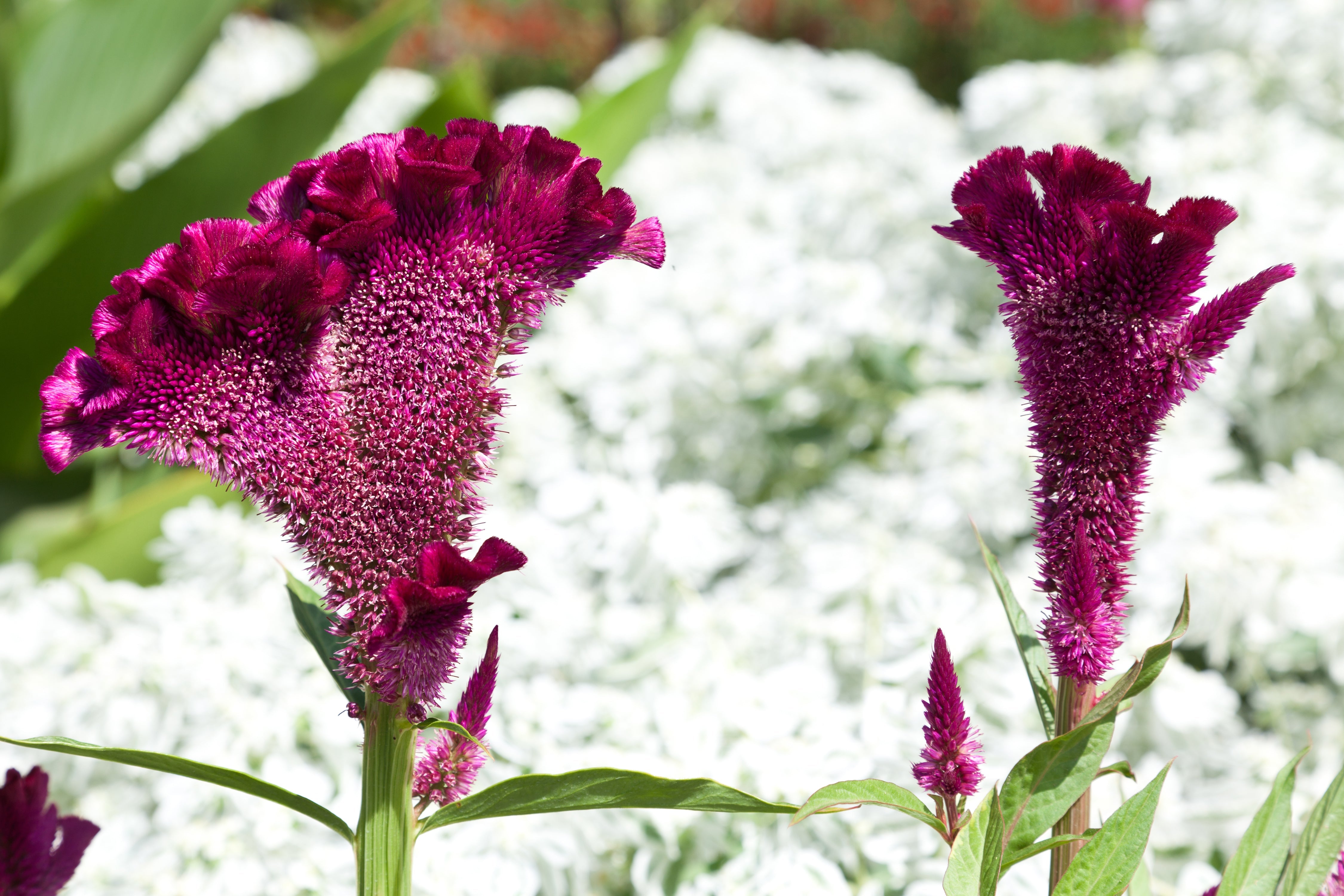 100 CORAL GARDENS Mix CELOSIA Cockscomb Celosia Argentea Cristata Flower Seeds